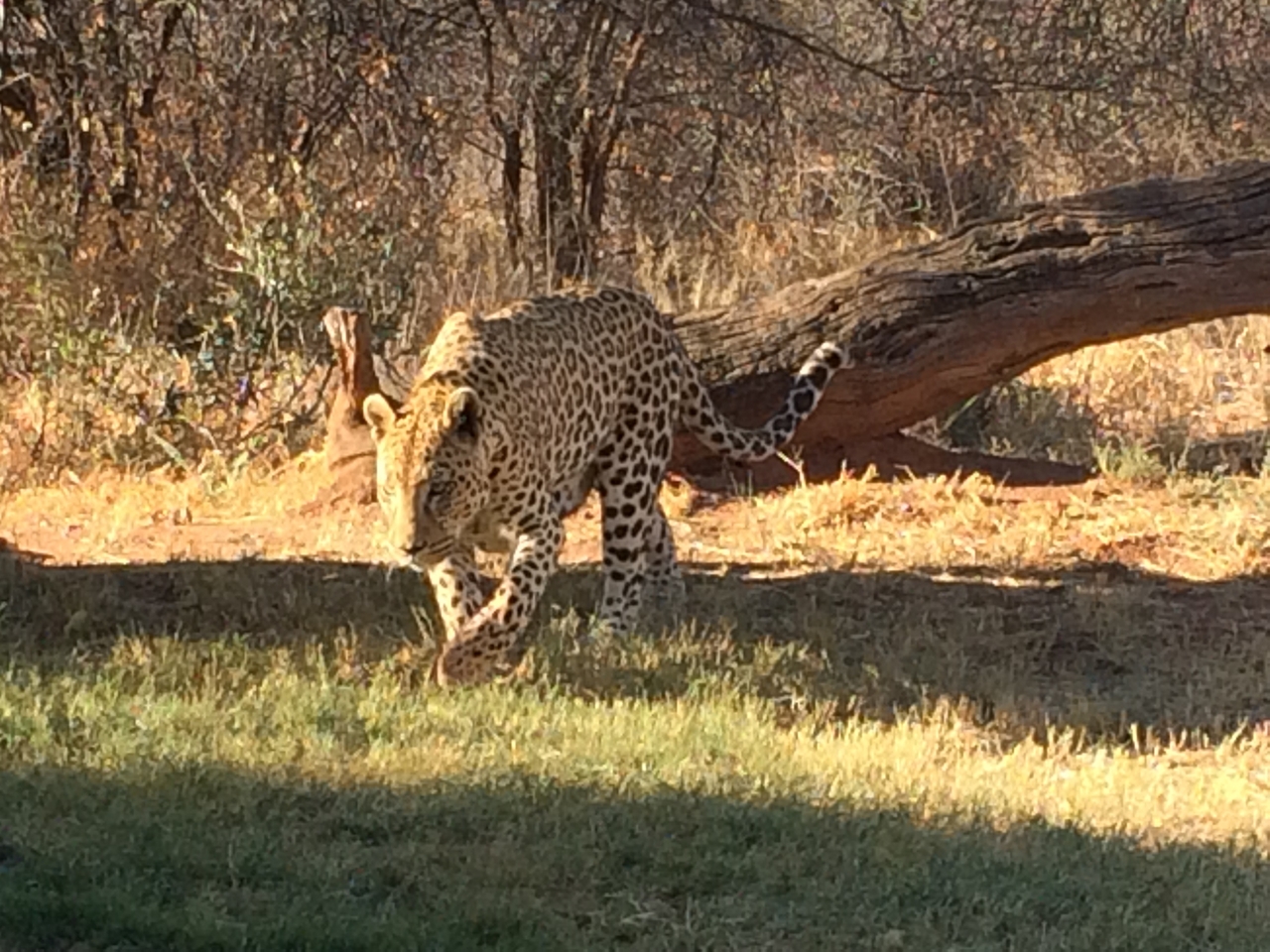 [6025] 2016_06_23_10_30_08_Africa_iPhone_5s_IMG__00325.jpg