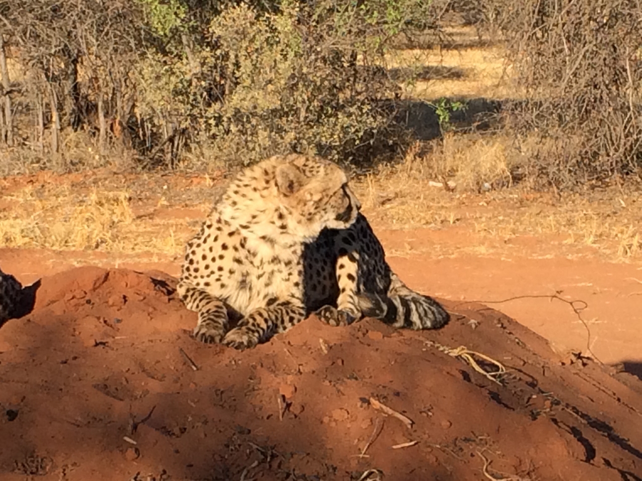 [7084] 2016_06_23_11_13_42_Africa_iPhone_5s_IMG_8213_05976.jpg