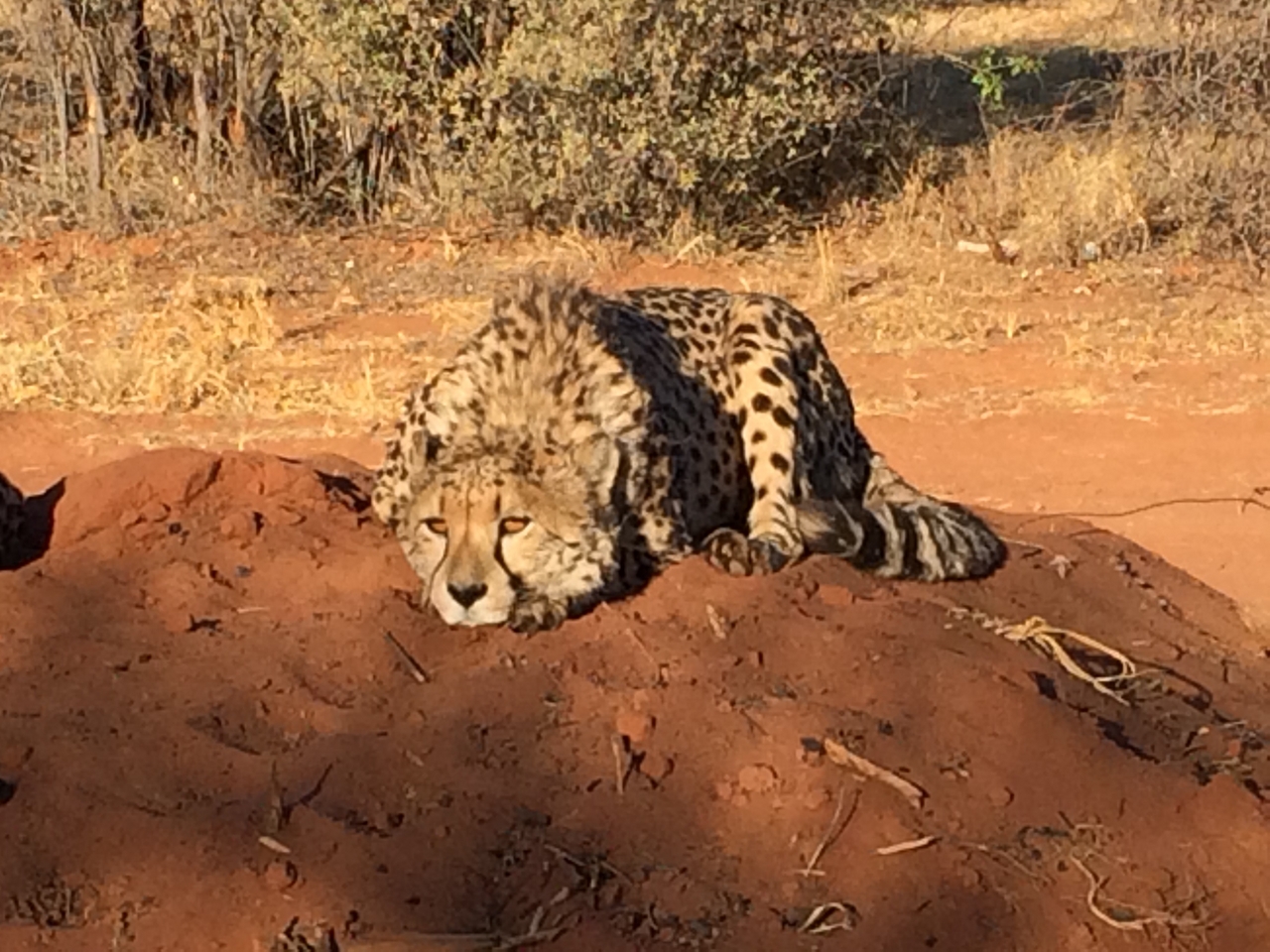 [7088] 2016_06_23_11_13_47_Africa_iPhone_5s_IMG_8214_05978.jpg