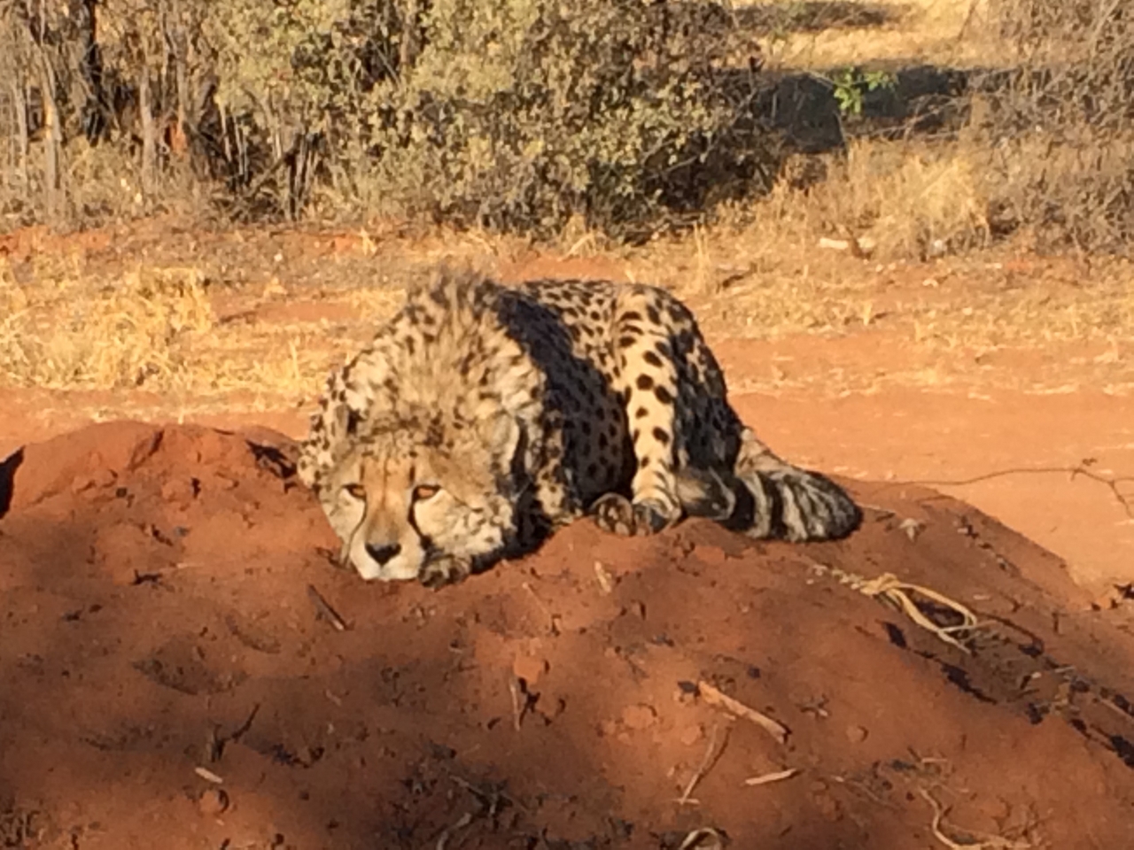 [7104] 2016_06_23_11_13_50_Africa_iPhone_5s_IMG_8215_05980.jpg