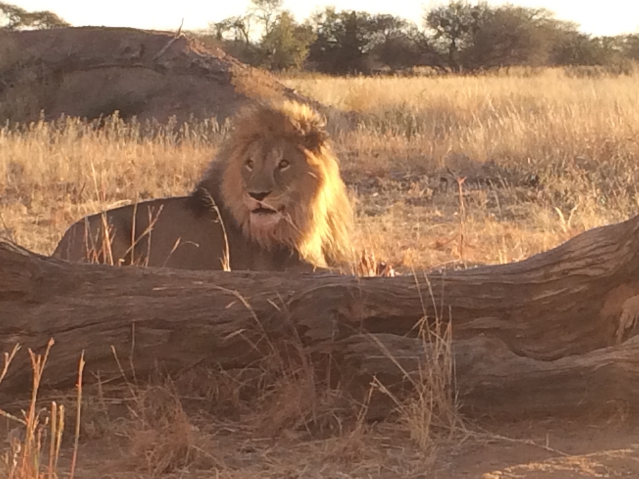 [7826] 2016_06_23_11_46_20_Africa_iPhone_5s_IMG__06007.jpg