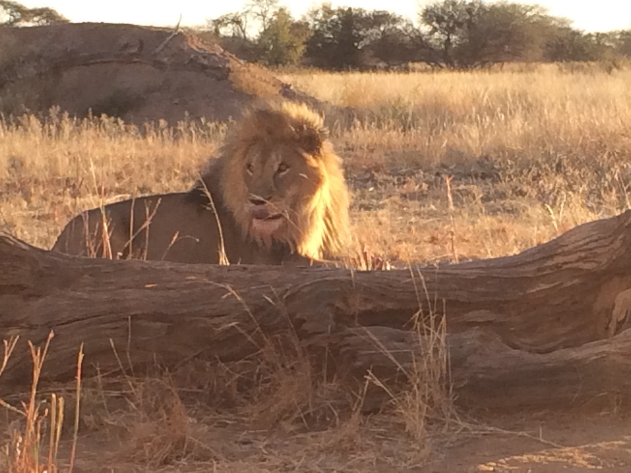 [7842] 2016_06_23_11_46_22_Africa_iPhone_5s_IMG_8235_06012.jpg