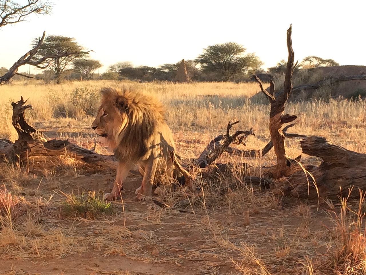 [8539] 2016_06_23_11_54_40_Africa_iPhone_5s_IMG__06023.jpg