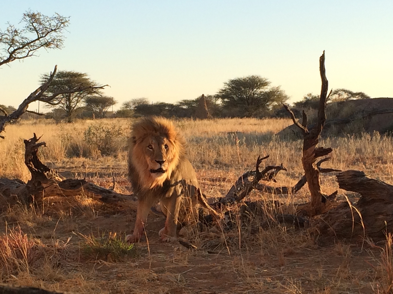 [8557] 2016_06_23_11_54_45_Africa_iPhone_5s_IMG__00411.jpg