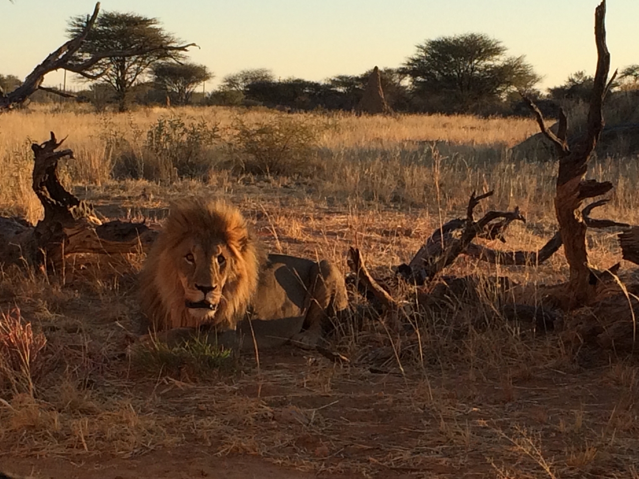 [8683] 2016_06_23_11_56_12_Africa_iPhone_5s_IMG__06027.jpg