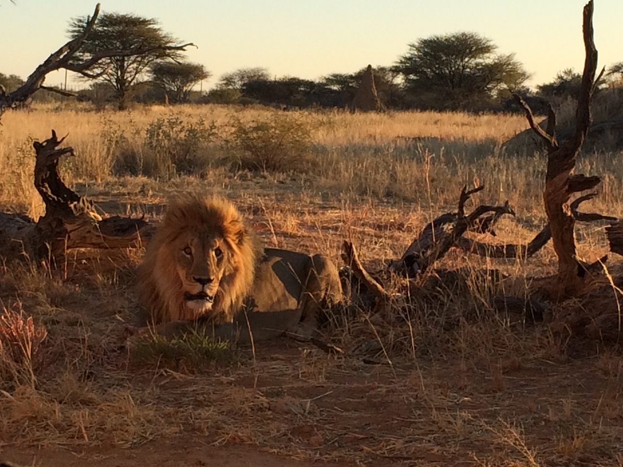 [8685] 2016_06_23_11_56_15_Africa_iPhone_5s_IMG_8247_06028.jpg