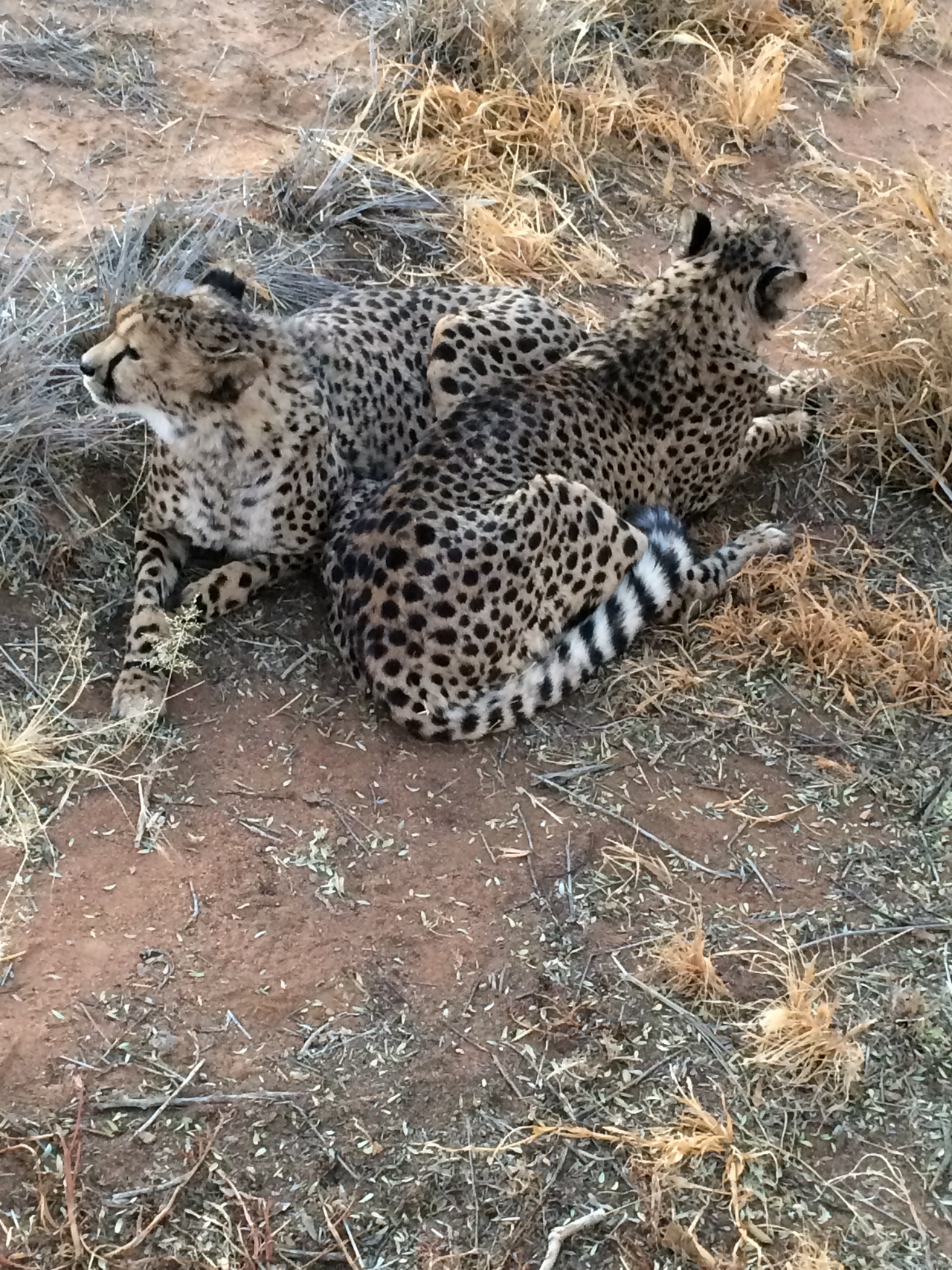 [8926] 2016_06_23_12_26_18_Africa_iPhone_5s_IMG__00419.jpg