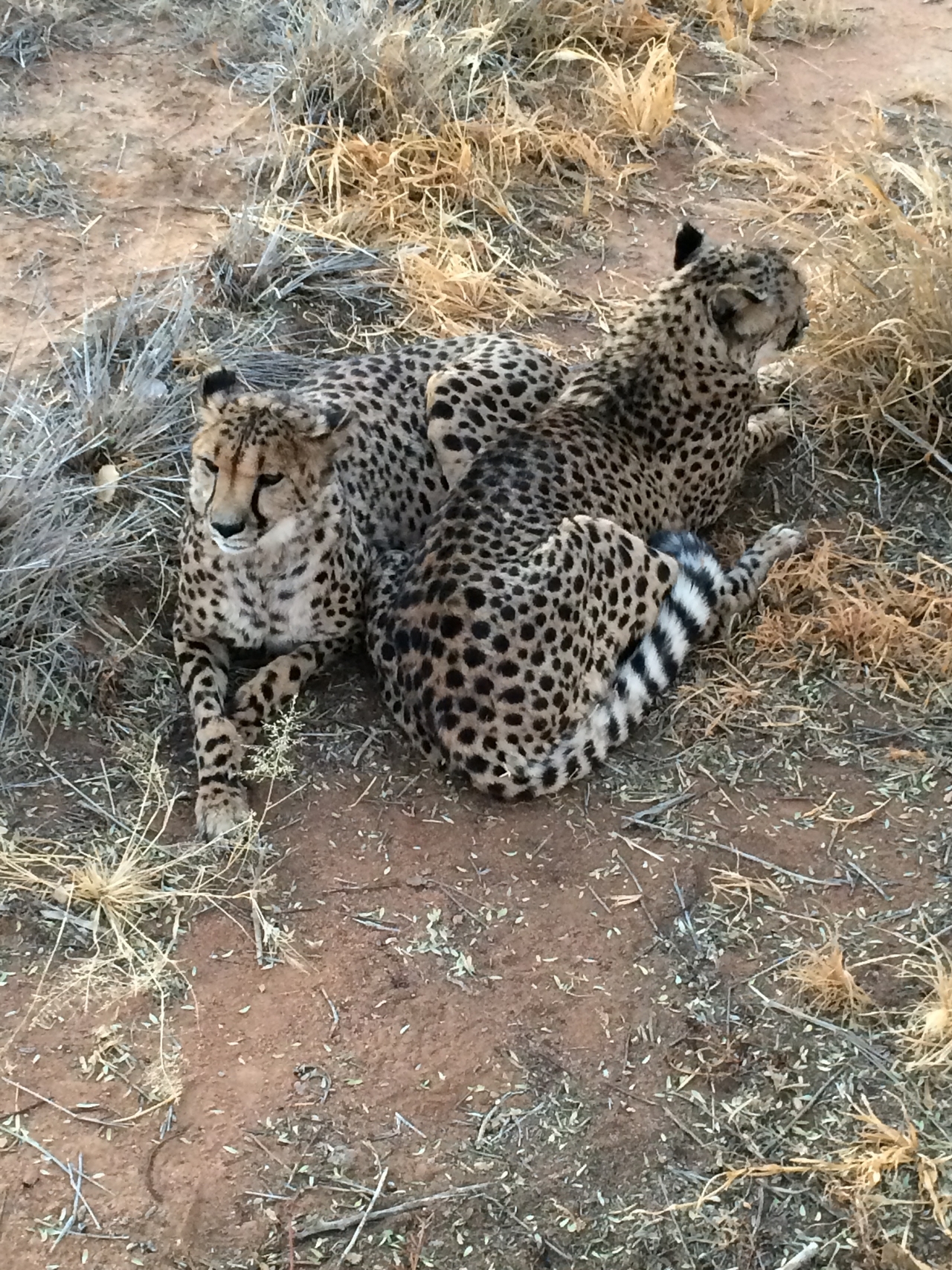 [8929] 2016_06_23_12_26_26_Africa_iPhone_5s_IMG_8254_06034.jpg
