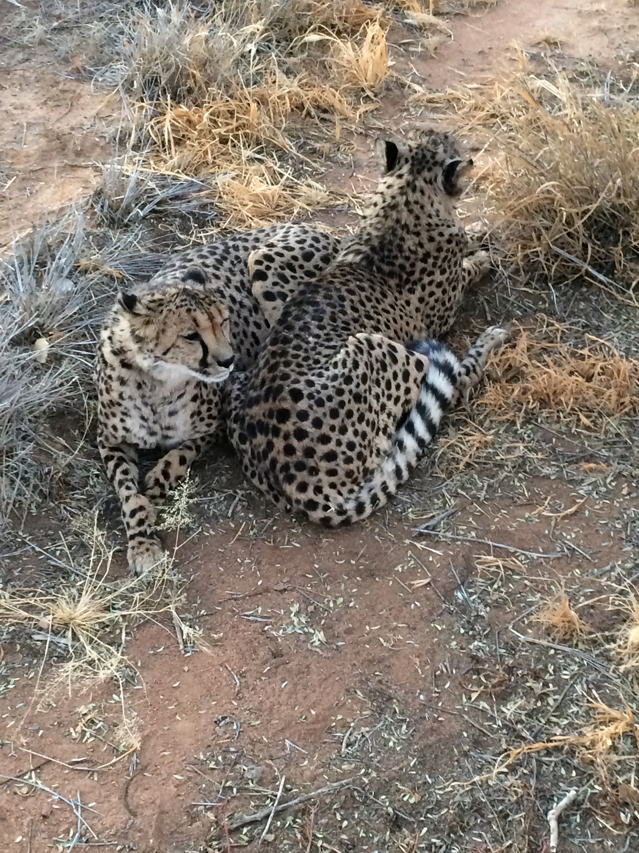 [8932] 2016_06_23_12_26_43_Africa_iPhone_5s_IMG_8255_00422.jpg