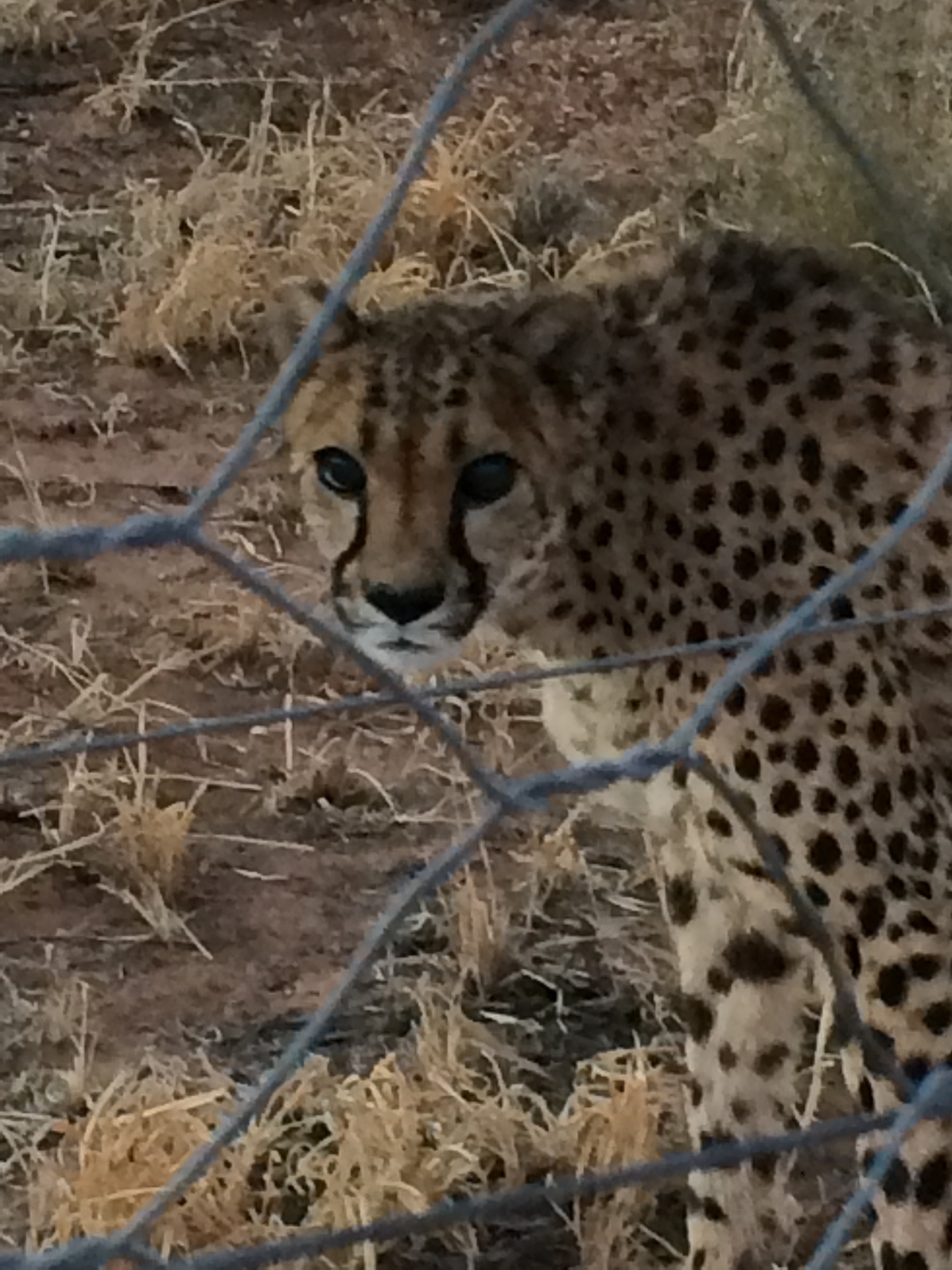 [8939] 2016_06_23_12_27_47_Africa_iPhone_5s_IMG__06039.jpg