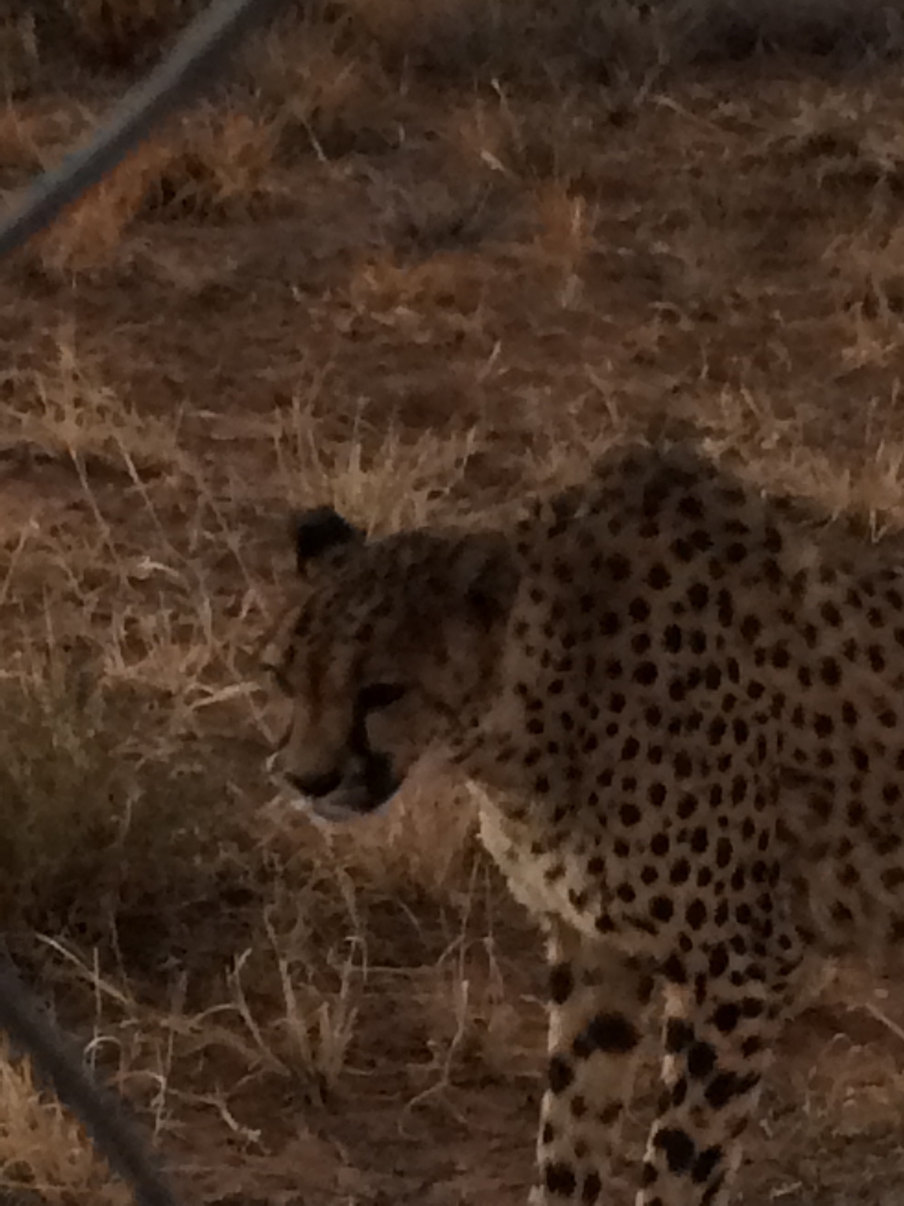 [8941] 2016_06_23_12_28_06_Africa_iPhone_5s_IMG_8257_06040.jpg