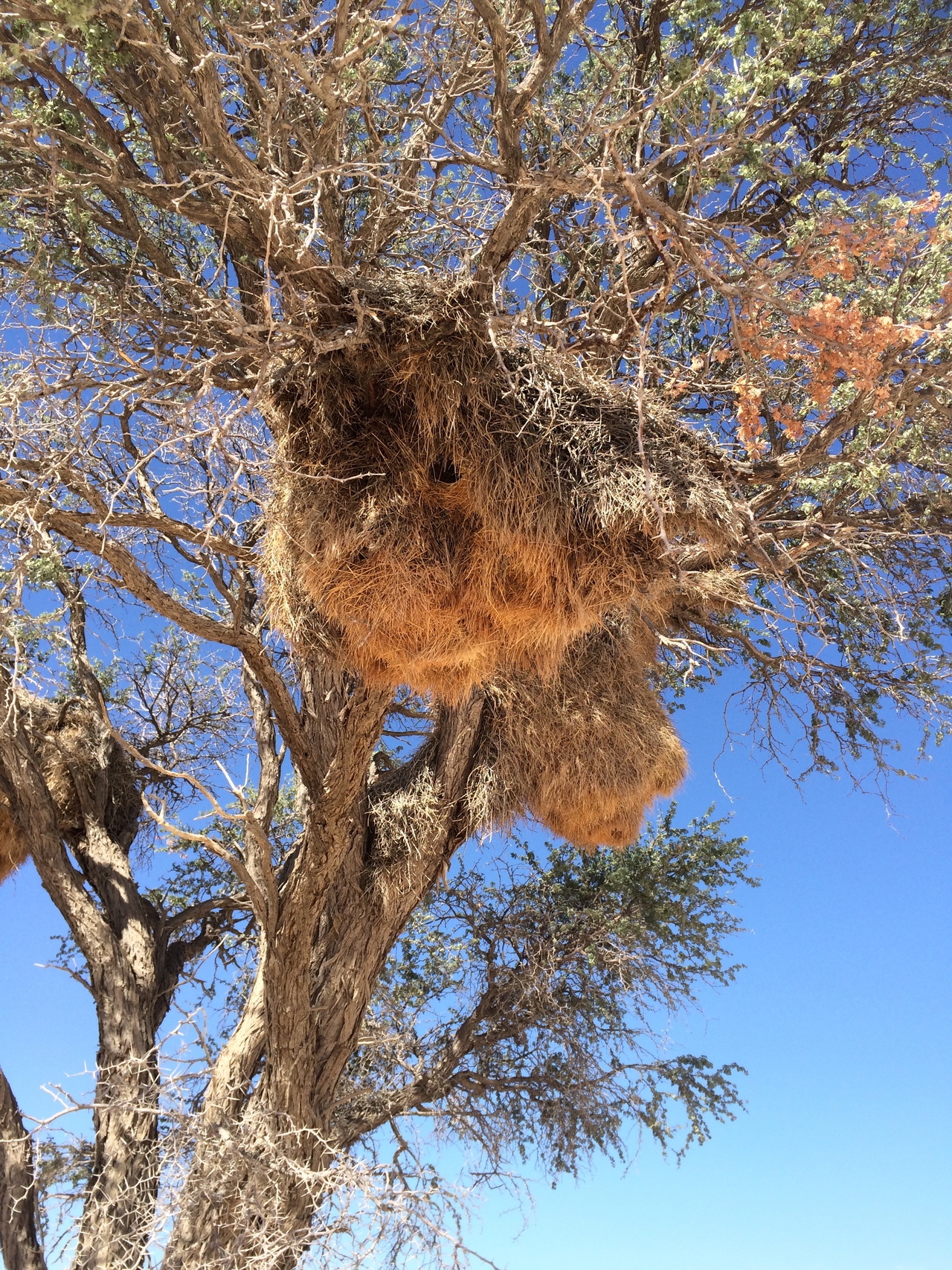 [16388] 2016_06_26_06_17_17_Africa_iPhone_5s_IMG_8388_00610.jpg