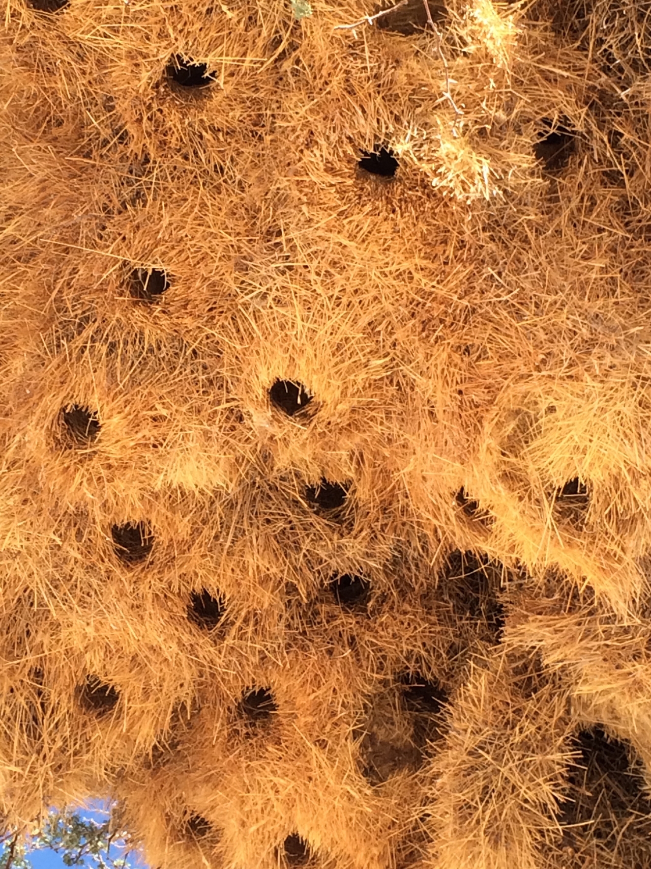 [16406] 2016_06_26_06_17_56_Africa_iPhone_5s_IMG__00619.jpg