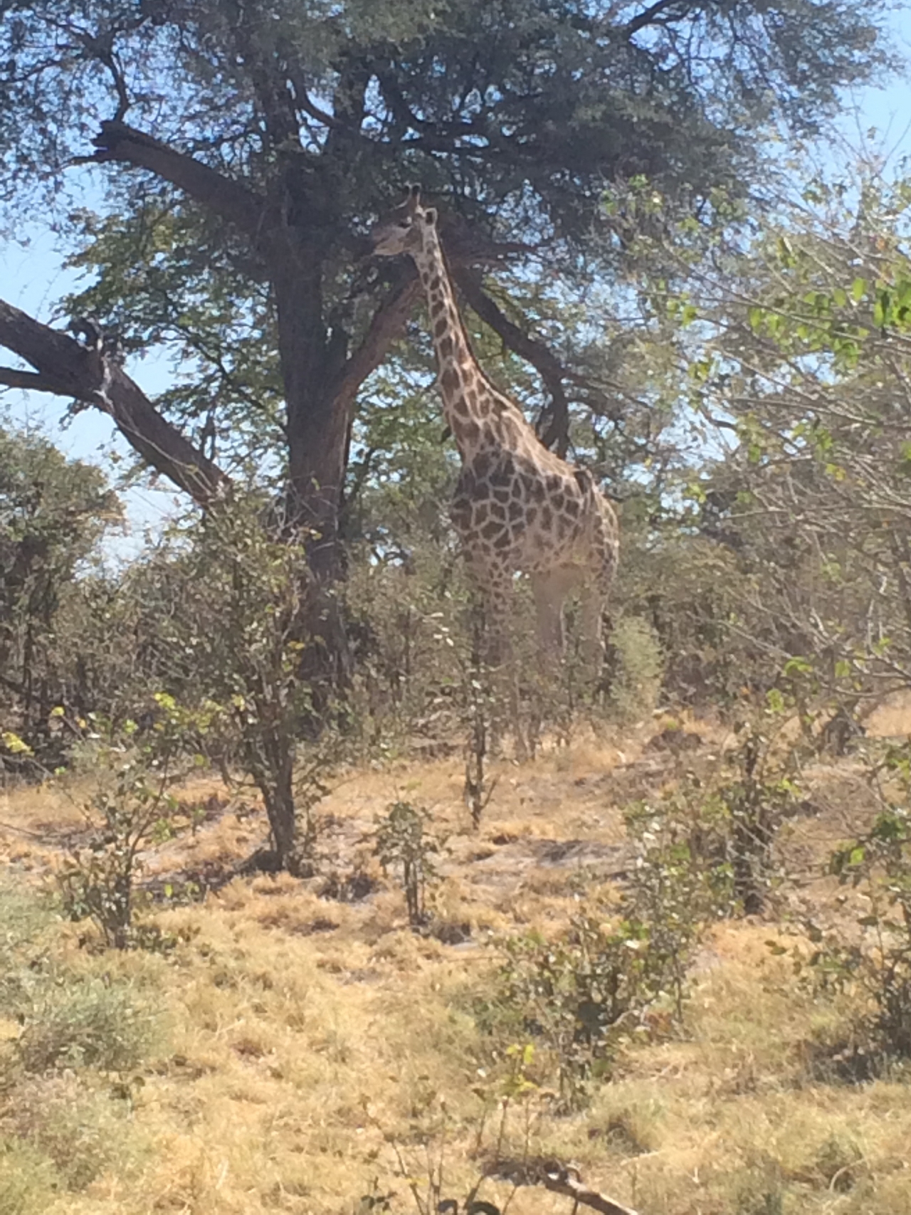 [16865] 2016_06_27_07_54_19_Africa_iPhone_5s_IMG__00712.jpg