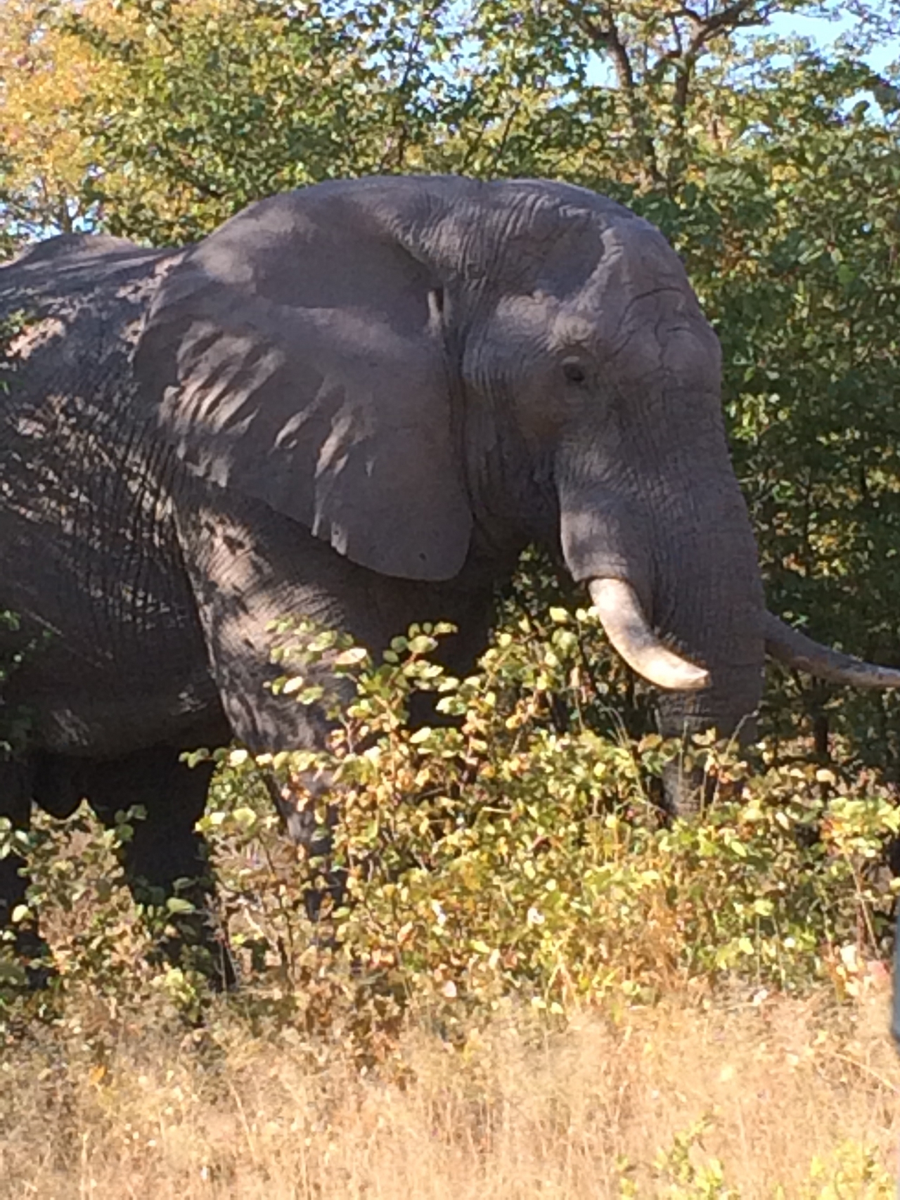 [17109] 2016_06_27_09_26_43_Africa_iPhone_5s_IMG_8454_00734.jpg