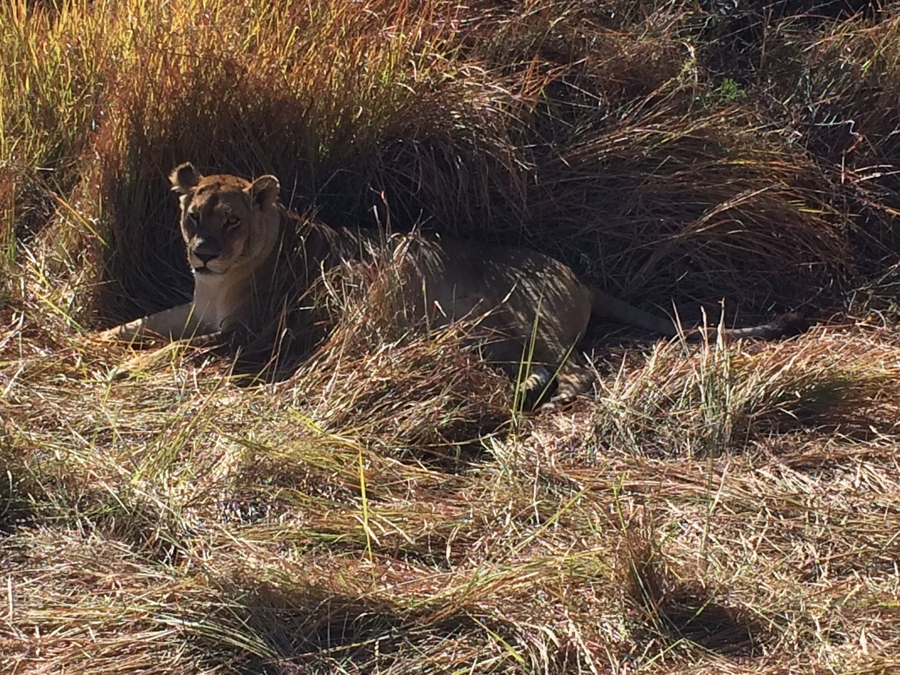 [18815] 2016_06_28_04_18_05_Africa_iPhone_5s_IMG__00758.jpg