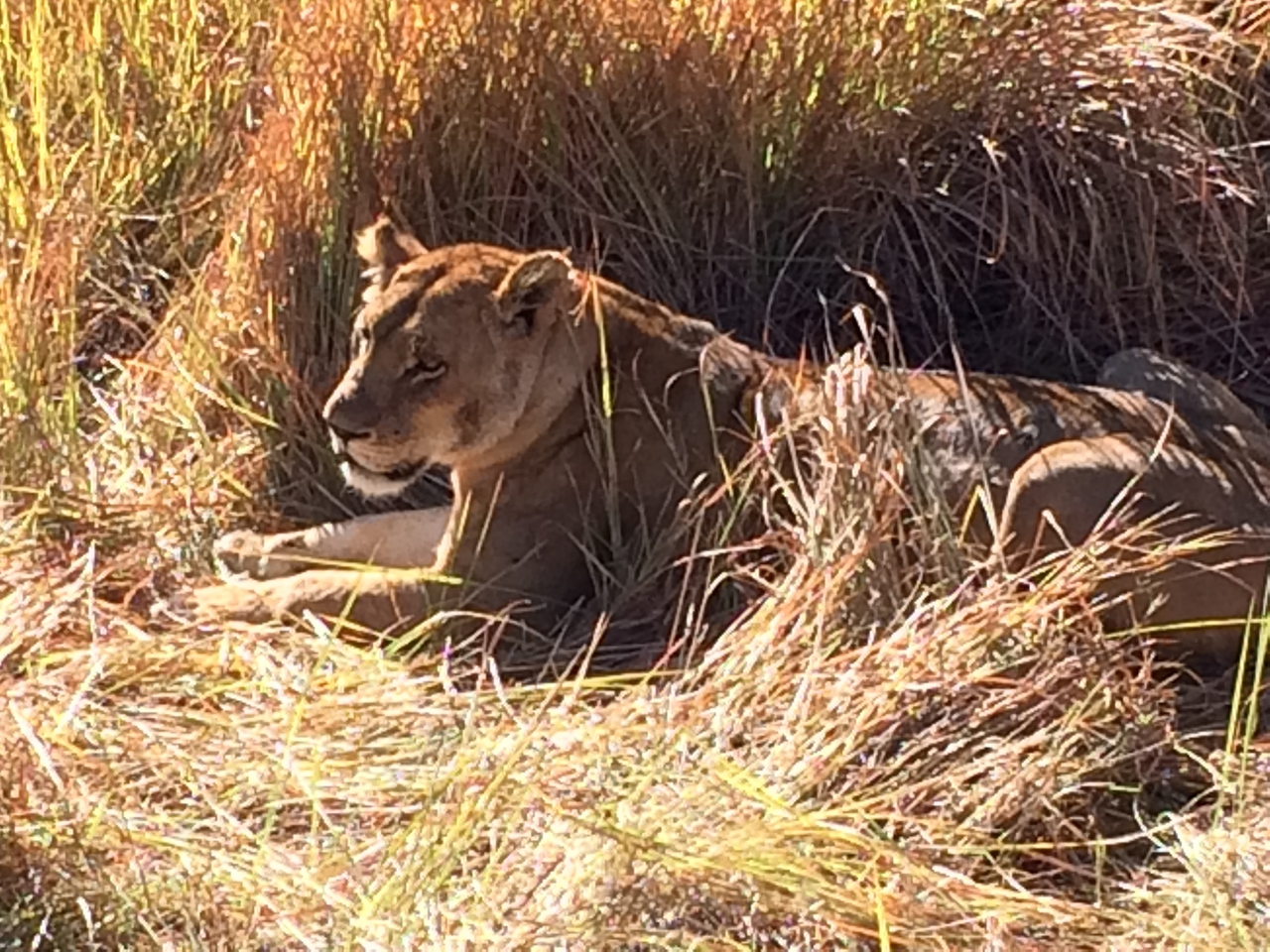 [19027] 2016_06_28_04_22_03_Africa_iPhone_5s_IMG_8481_06381.jpg