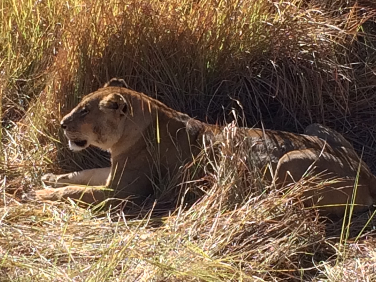 [19035] 2016_06_28_04_22_09_Africa_iPhone_5s_IMG_8483_06385.jpg