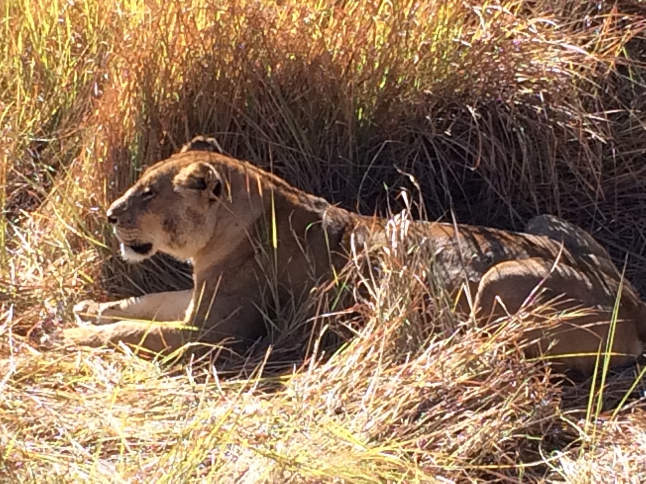 [19036] 2016_06_28_04_22_09_Africa_iPhone_5s_IMG__00770.jpg