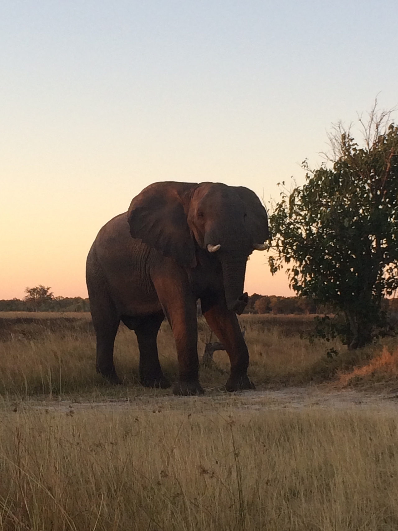 [20109] 2016_06_28_11_51_55_Africa_iPhone_5s_IMG__00781.jpg