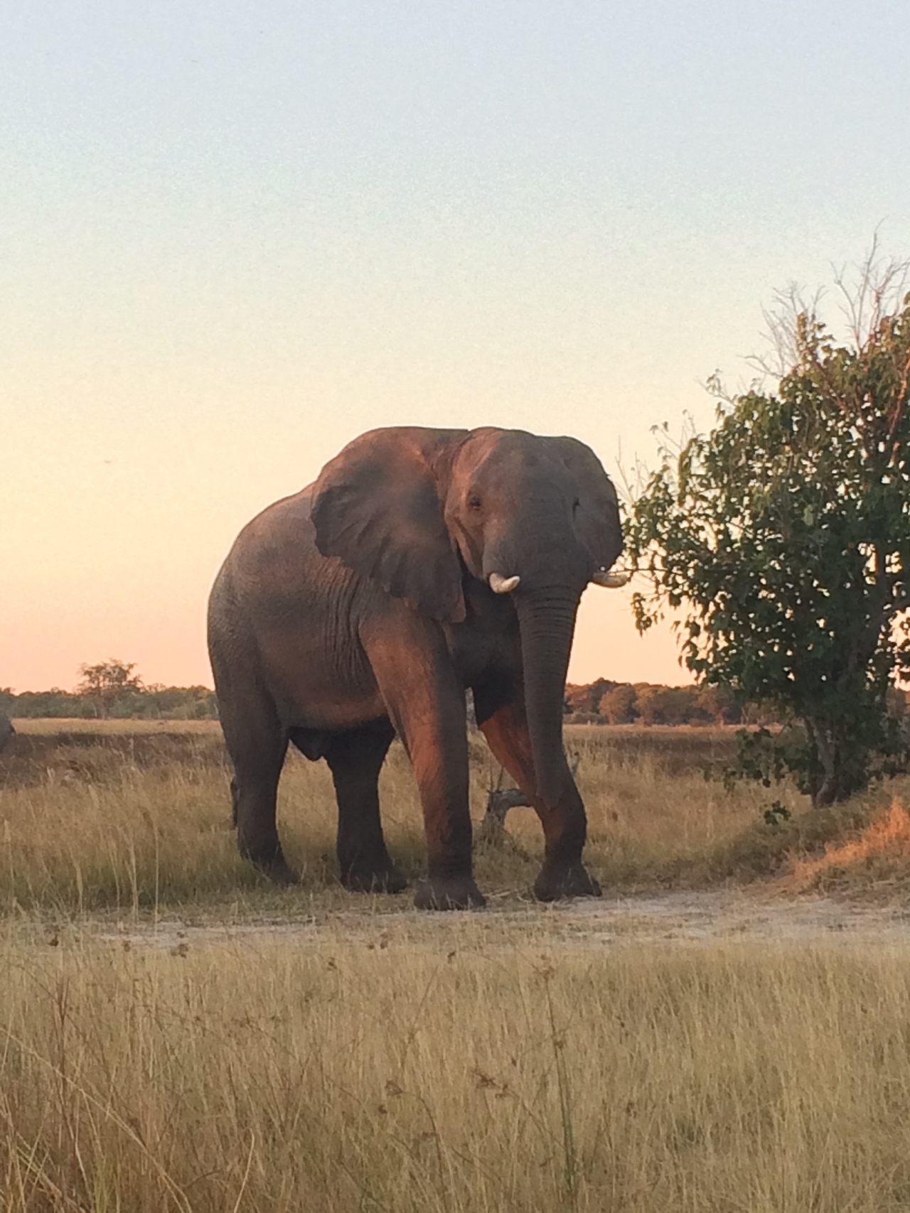 [20114] 2016_06_28_11_52_00_Africa_iPhone_5s_IMG__06397.jpg