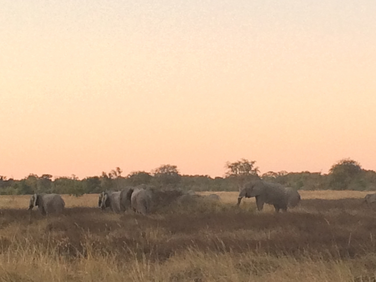 [20205] 2016_06_28_11_55_05_Africa_iPhone_5s_IMG__06402.jpg