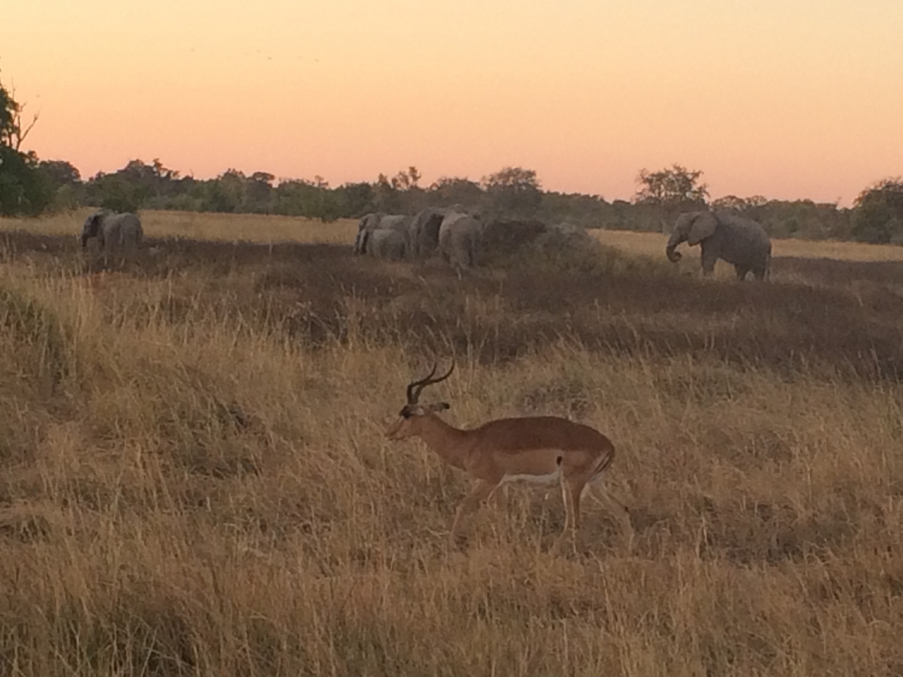 [20212] 2016_06_28_11_55_25_Africa_iPhone_5s_IMG__00789.jpg