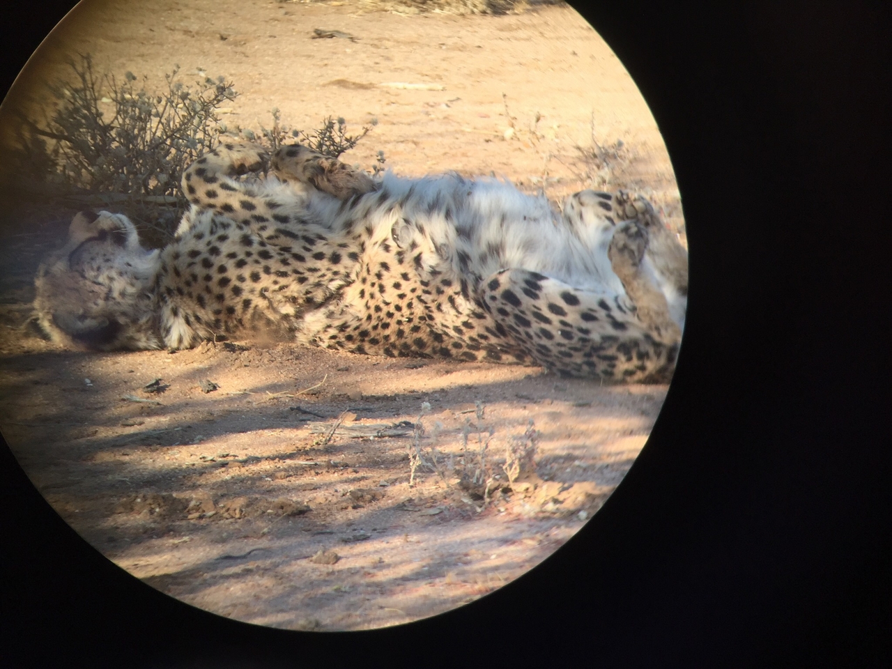 [2233] 2016_06_22_07_12_13_Africa_iPhone_6_IMG_3432_06706.jpg