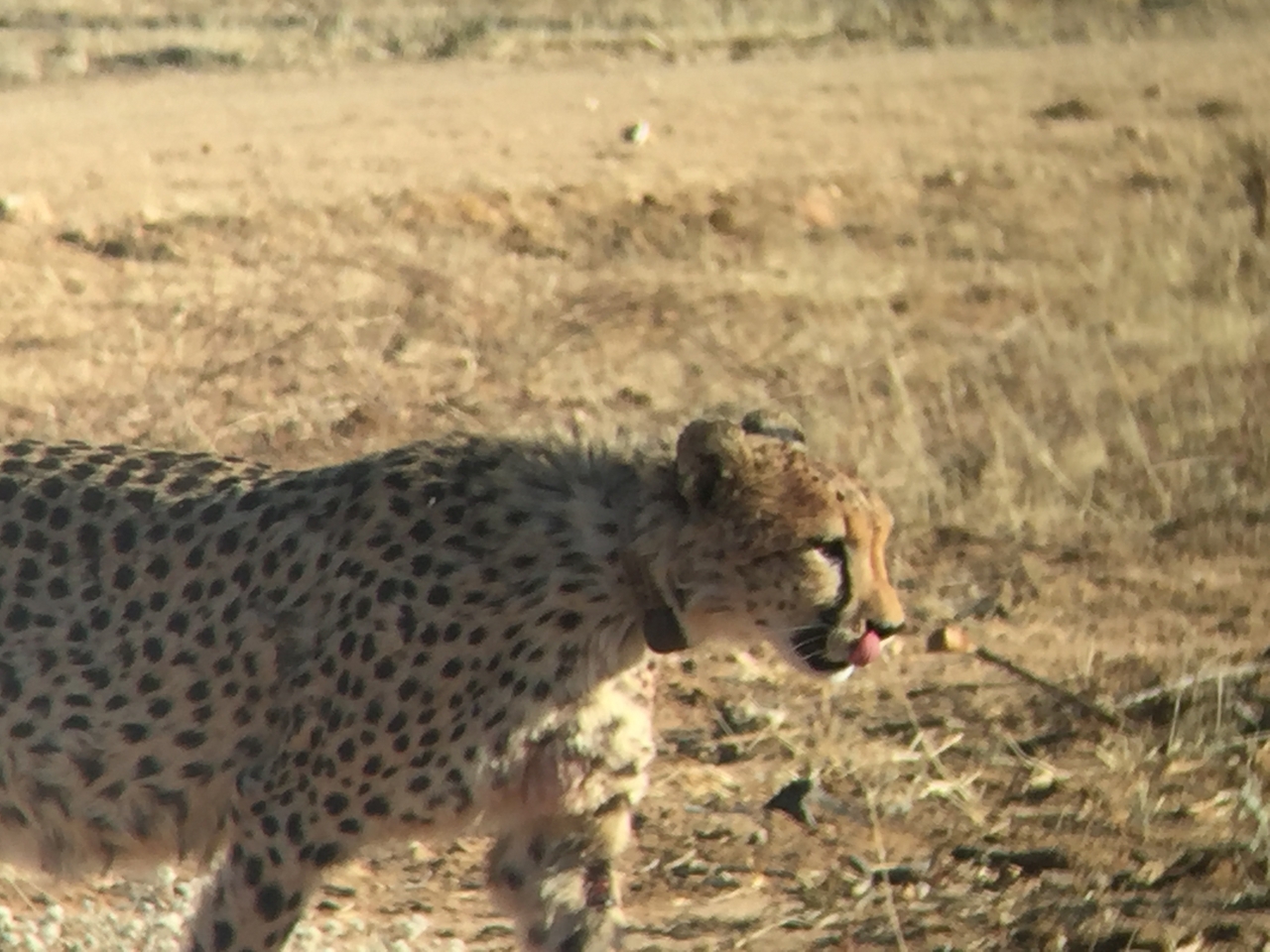 [2389] 2016_06_22_07_56_18_Africa_iPhone_6_IMG_7606_00201.jpg