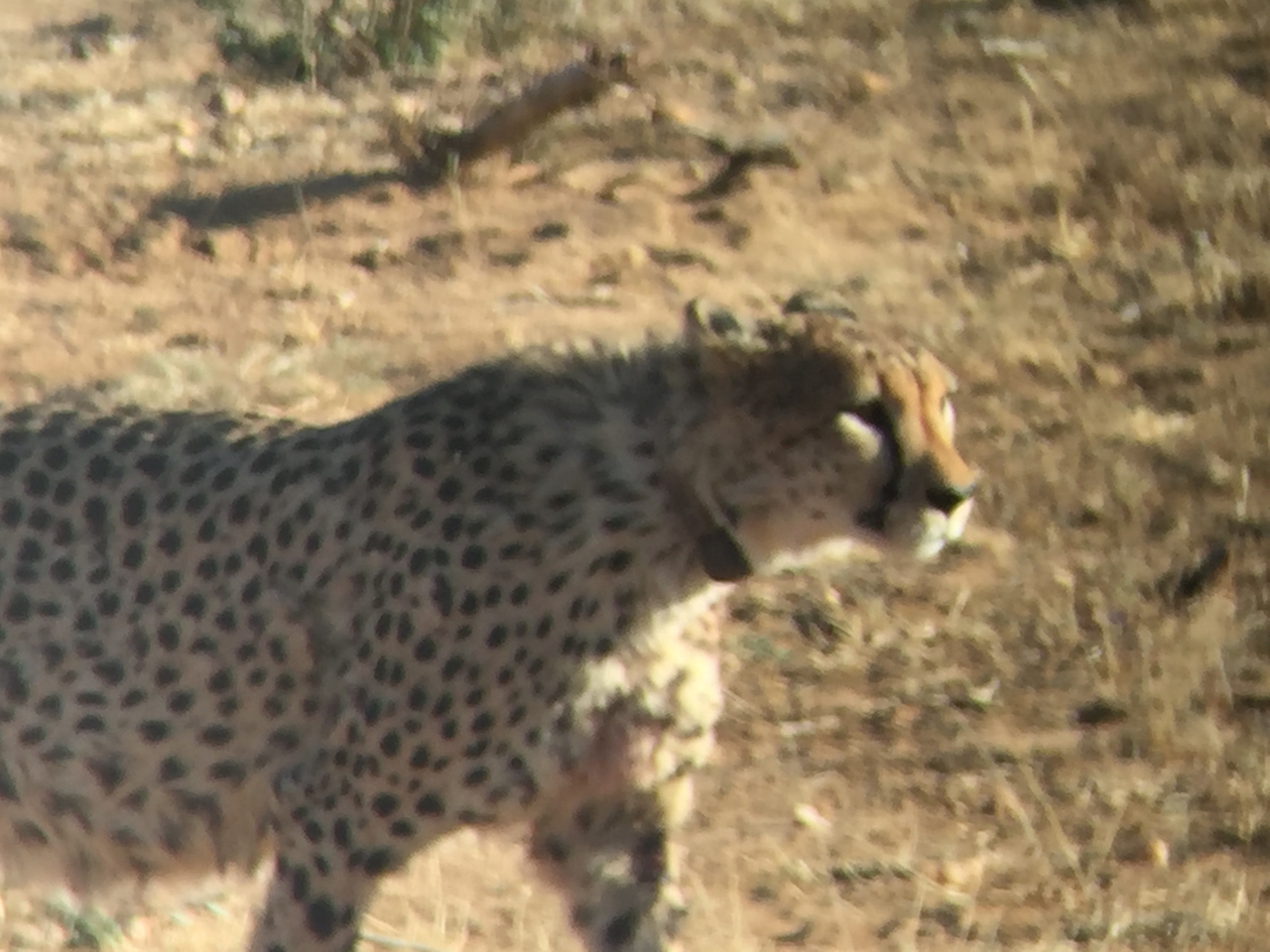 [2395] 2016_06_22_07_56_26_Africa_iPhone_6_IMG_7610_00204.jpg