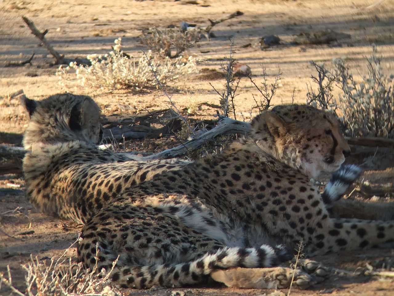 [2406] 2016_06_22_08_01_18_Africa_iPhone_6_IMG_7616_02550.jpg