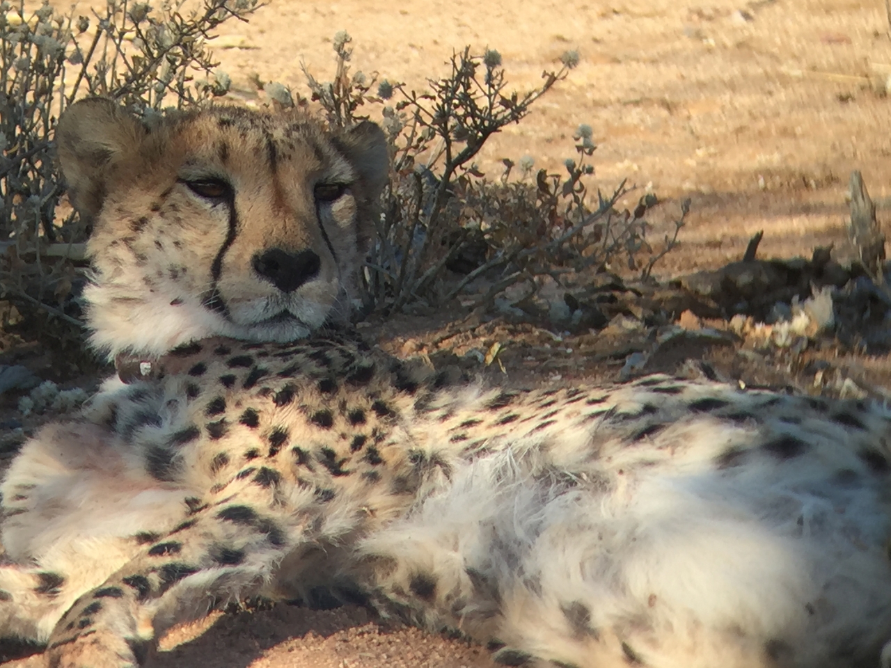 [2434] 2016_06_22_08_11_55_Africa_iPhone_6_IMG_7632_02564.jpg