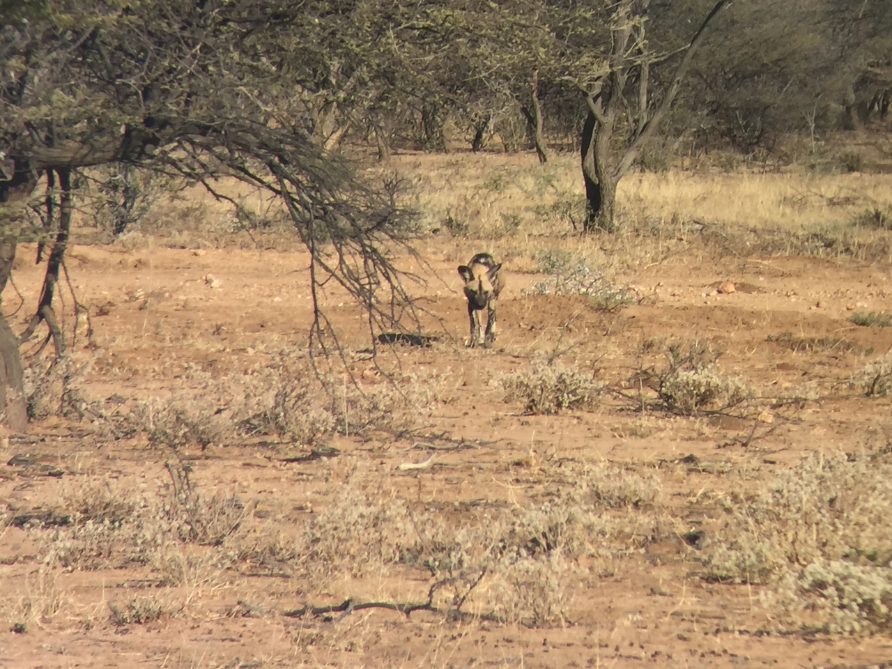 [2444] 2016_06_22_08_18_53_Africa_iPhone_6_IMG_7637_02569.jpg