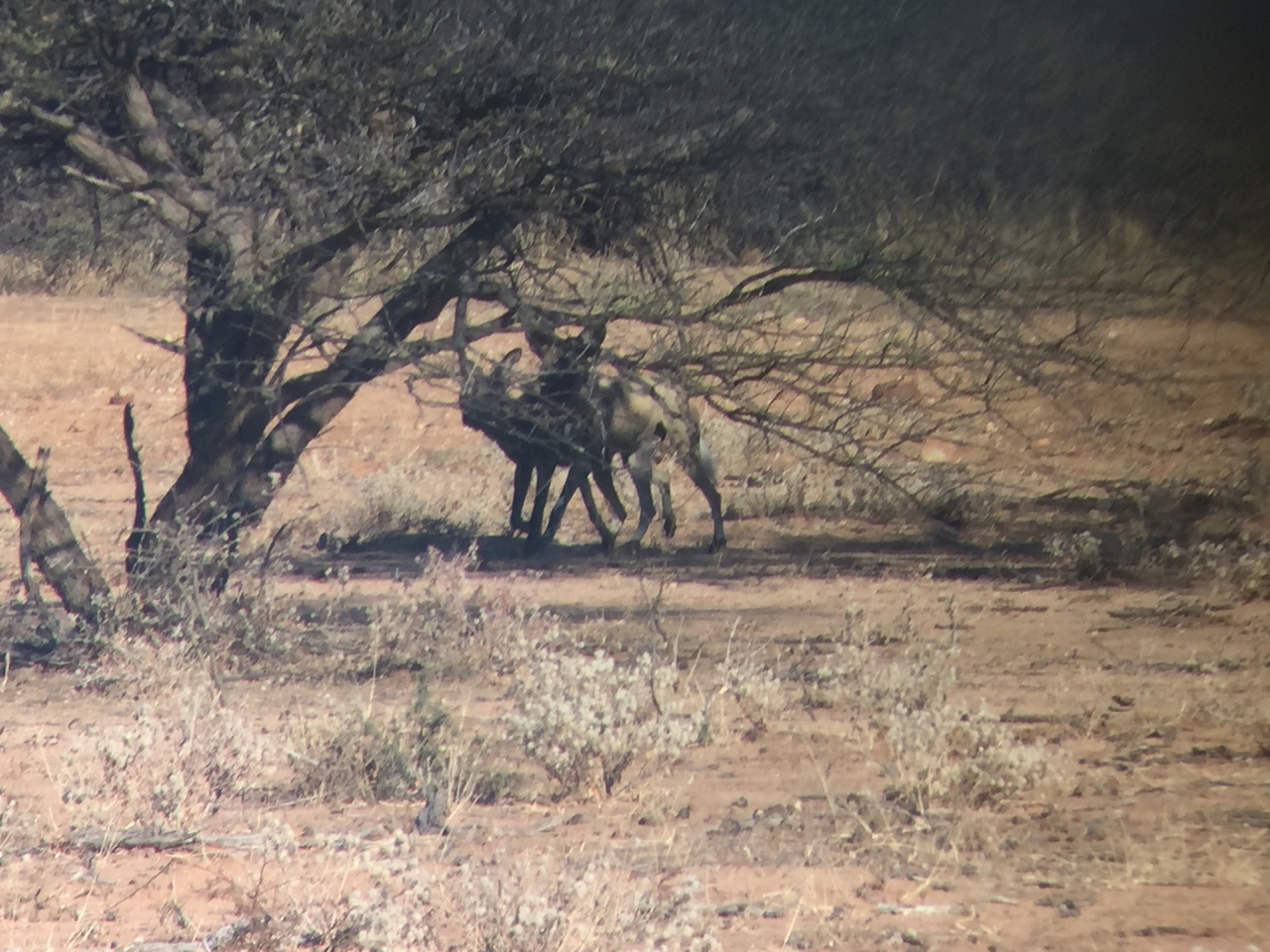 [2449] 2016_06_22_08_19_14_Africa_iPhone_6_IMG_7640_00231.jpg