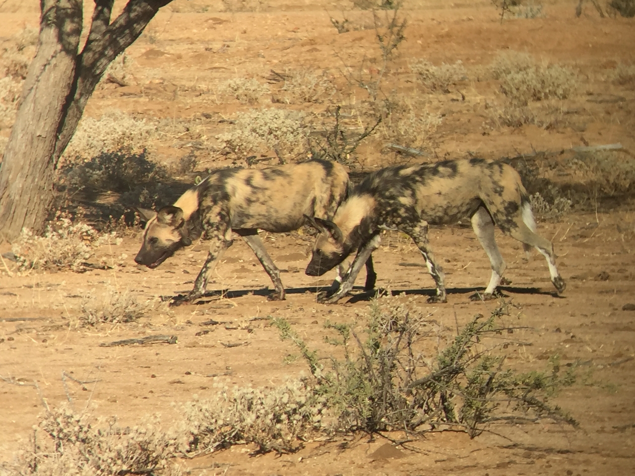 [2454] 2016_06_22_08_20_16_Africa_iPhone_6_IMG_7642_02574.jpg