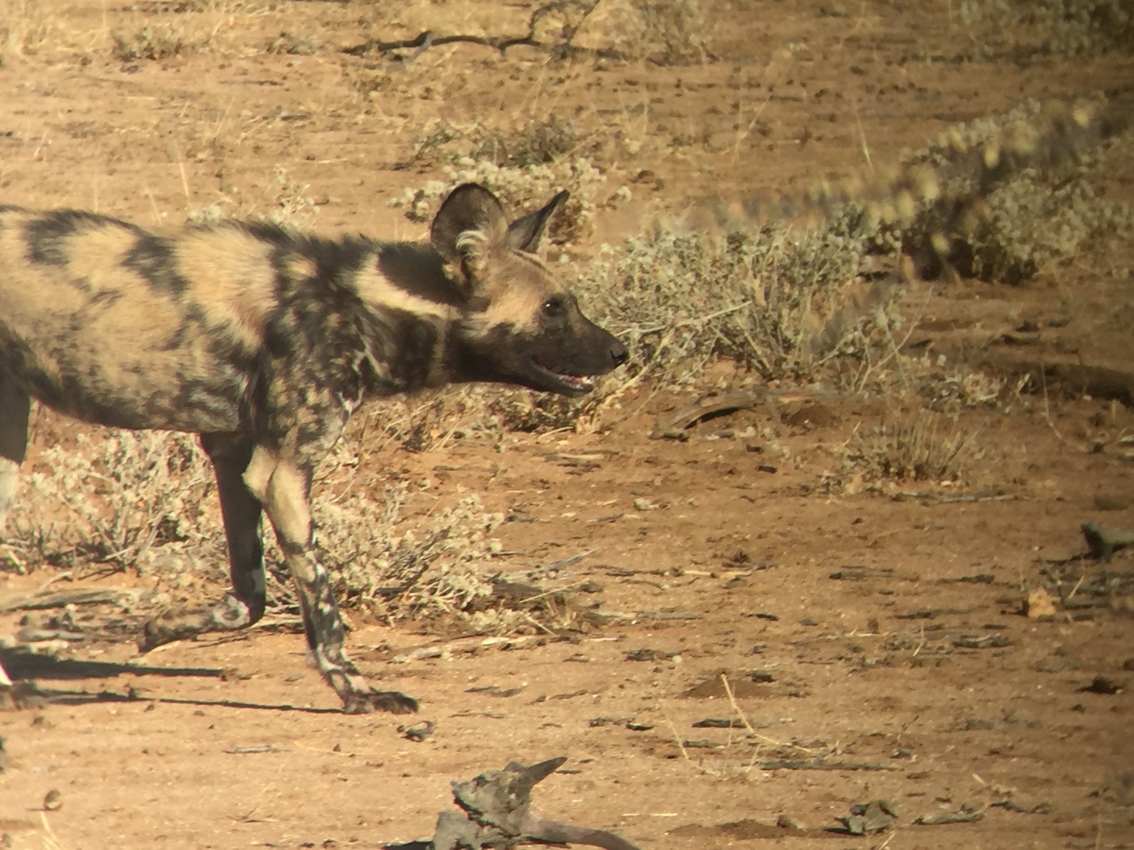 [2460] 2016_06_22_08_20_44_Africa_iPhone_6_IMG_7645_02577.jpg