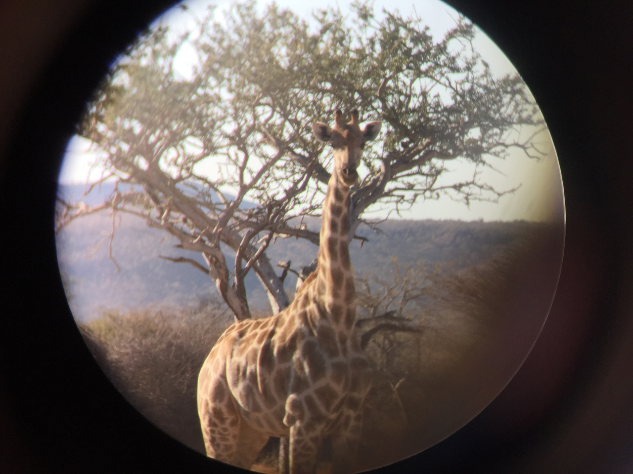 [2472] 2016_06_22_08_37_36_Africa_iPhone_6_IMG_7651_02583.jpg