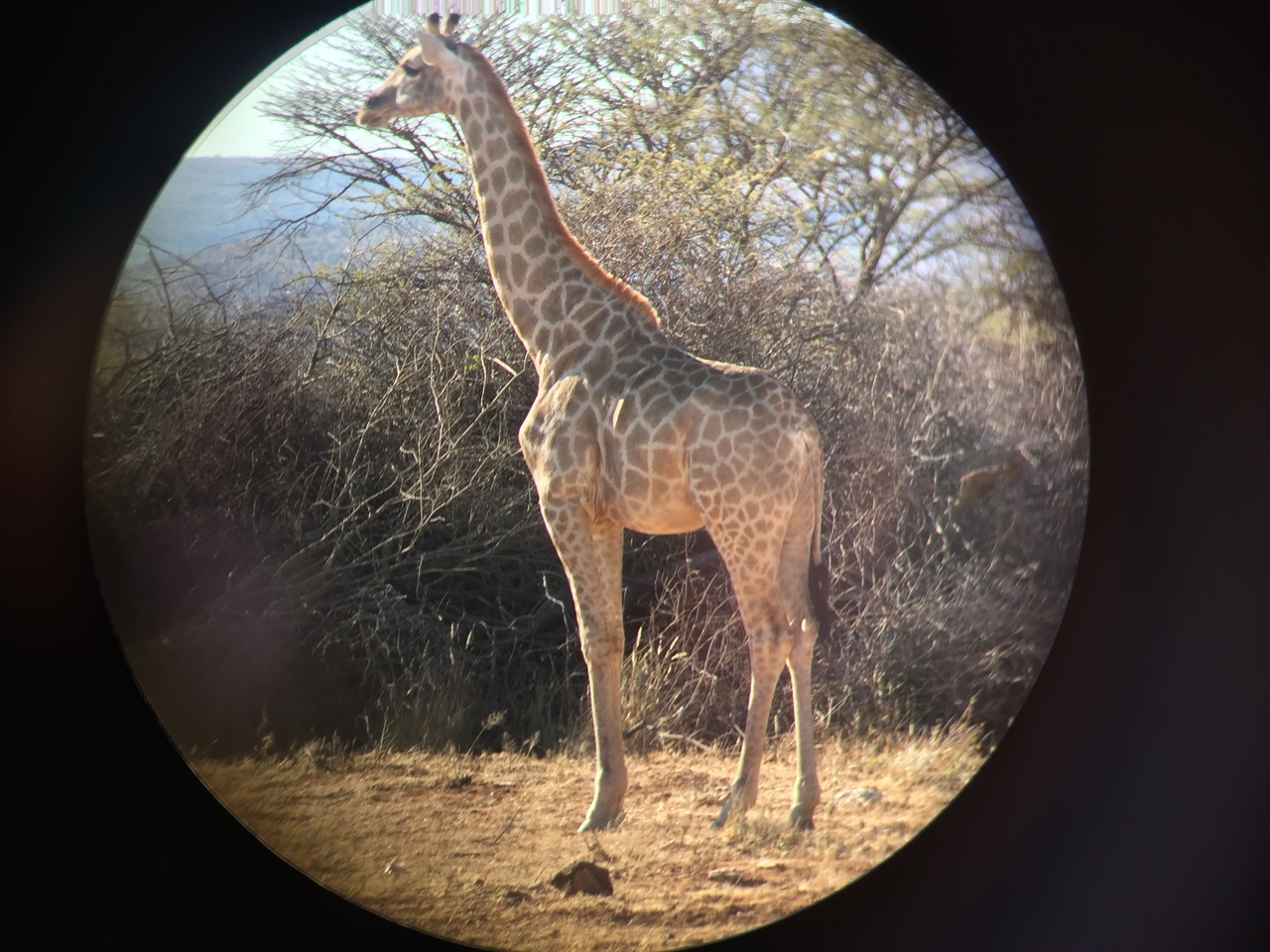 [2474] 2016_06_22_08_37_42_Africa_iPhone_6_IMG_7652_02584.jpg