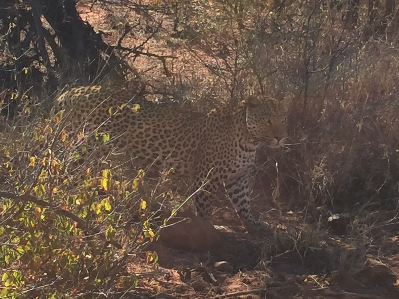 [2507] 2016_06_22_09_07_27_Africa_iPhone_6_IMG_7665_00256.jpg