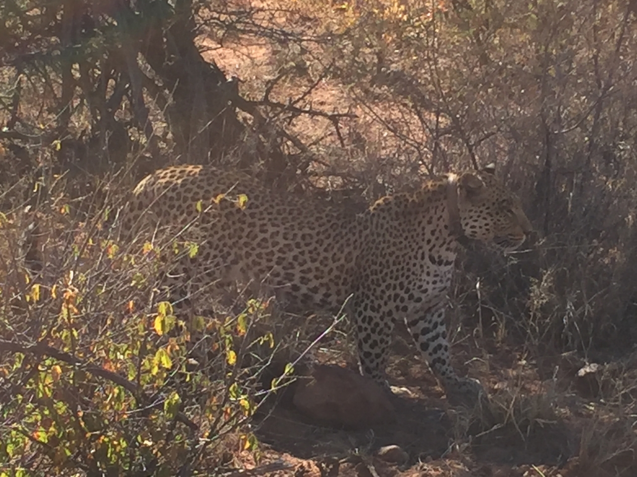 [2510] 2016_06_22_09_07_30_Africa_iPhone_6_IMG_7666_02598.jpg