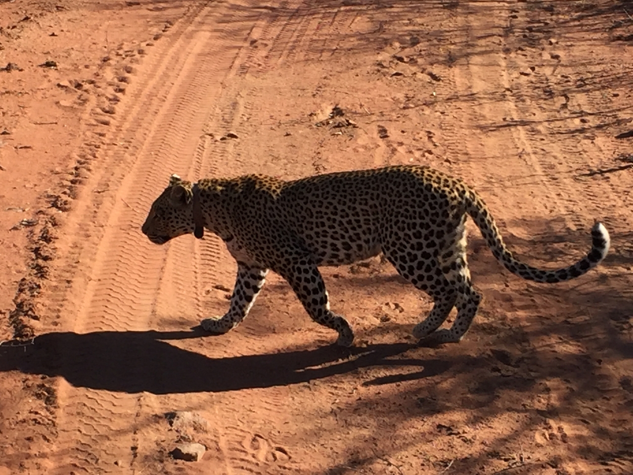 [2522] 2016_06_22_09_07_46_Africa_iPhone_6_IMG_7672_02604.jpg