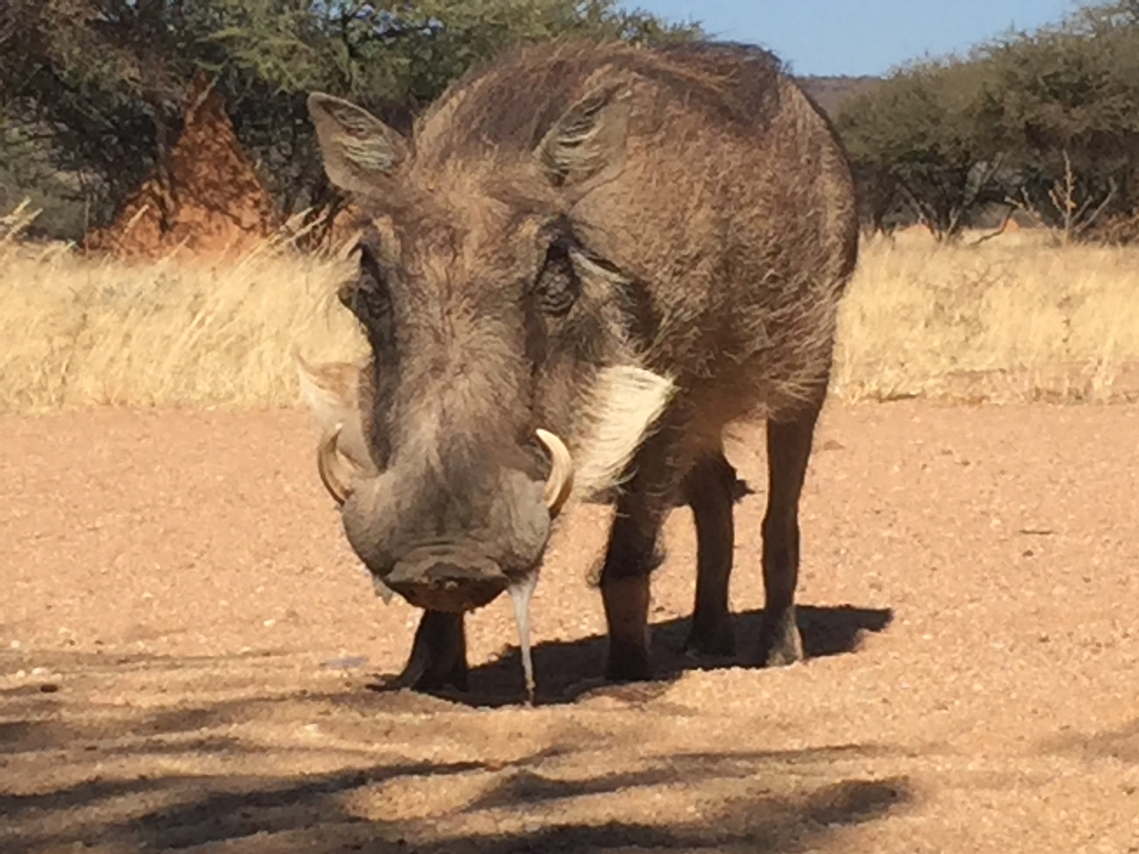 [2792] 2016_06_22_11_02_52_Africa_iPhone_6_IMG_7692_00283.jpg