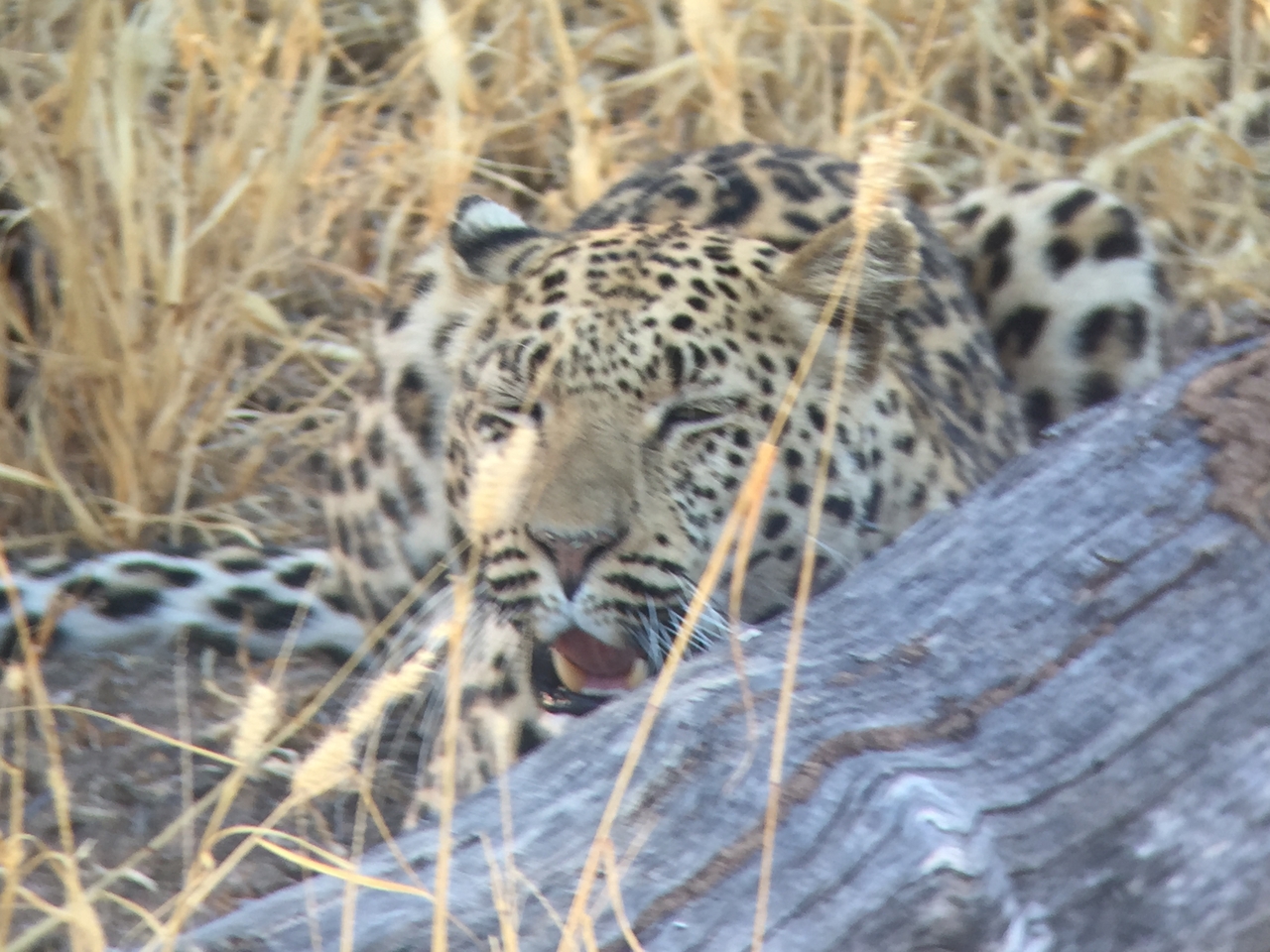 [3598] 2016_06_22_16_22_53_Africa_iPhone_6_IMG_7714_00304.jpg