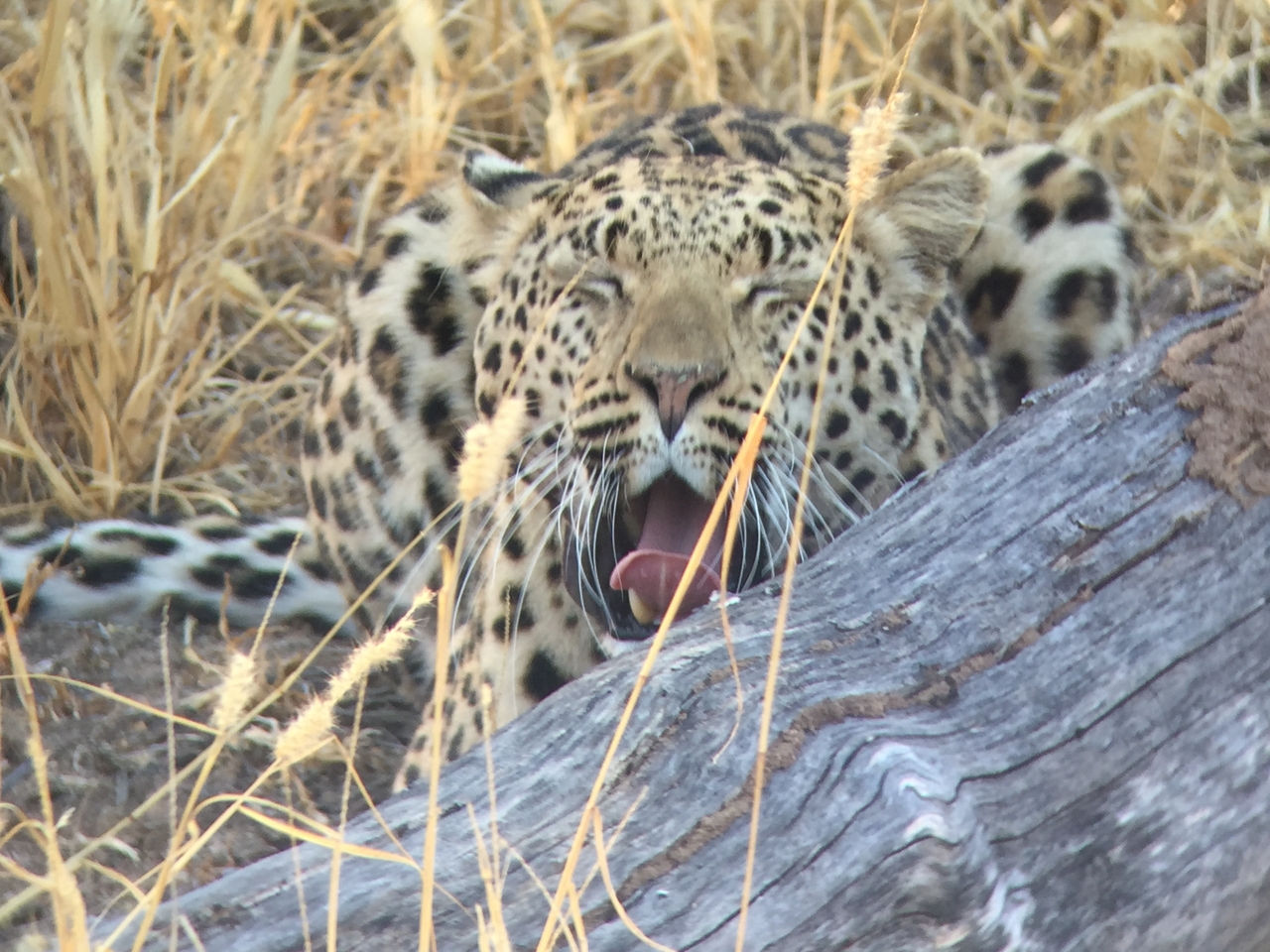 [3600] 2016_06_22_16_22_54_Africa_iPhone_6_IMG_7715_00305.jpg