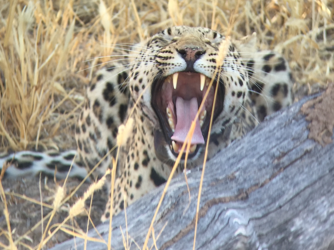 [3603] 2016_06_22_16_22_55_Africa_iPhone_6_IMG_7716_02647.jpg