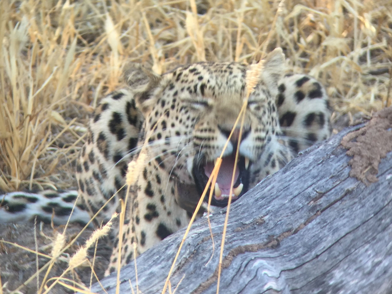 [3604] 2016_06_22_16_22_55_Africa_iPhone_6_IMG_7717_00307.jpg