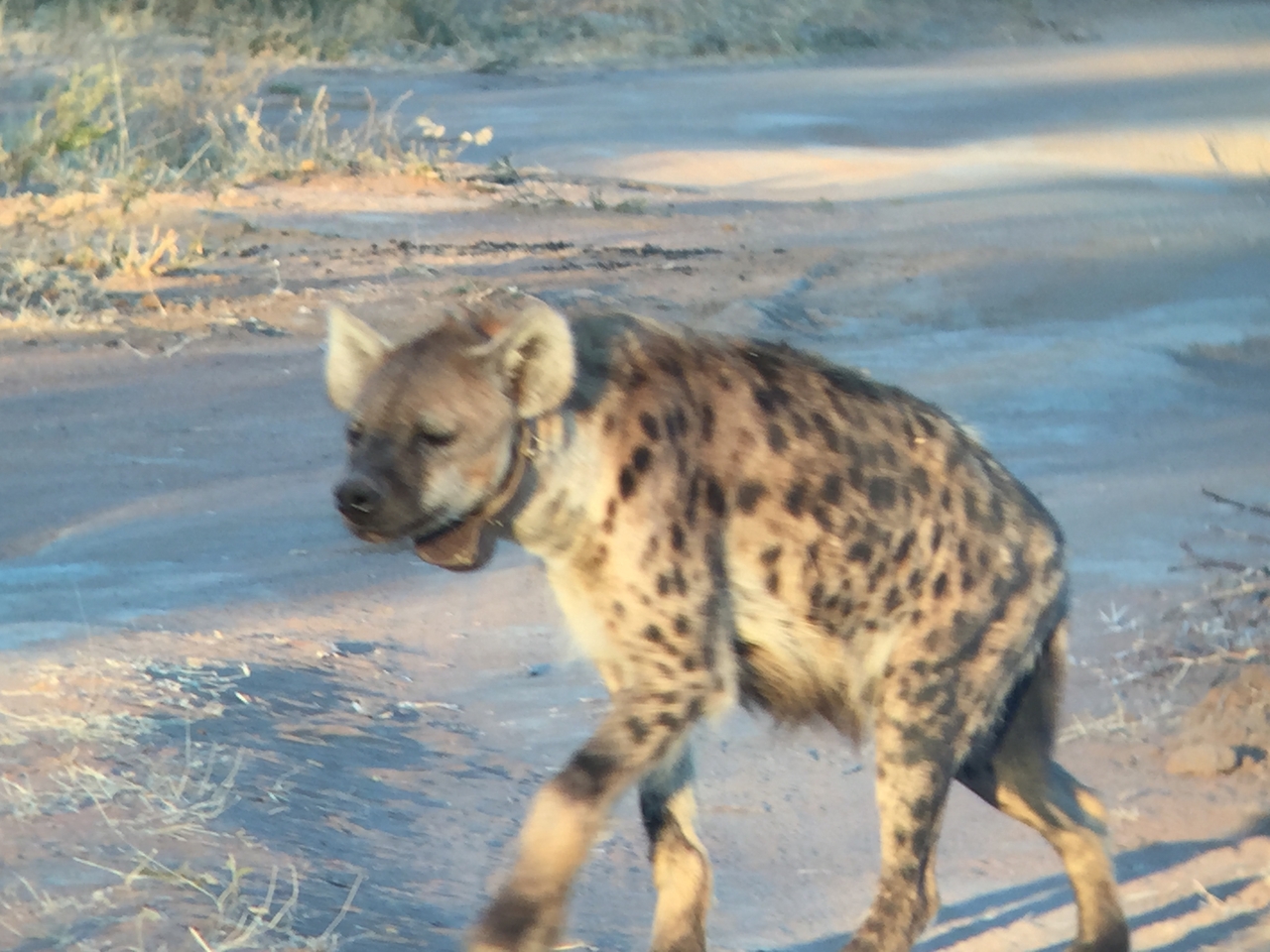 [3647] 2016_06_22_17_05_24_Africa_iPhone_6_IMG_7730_02661.jpg