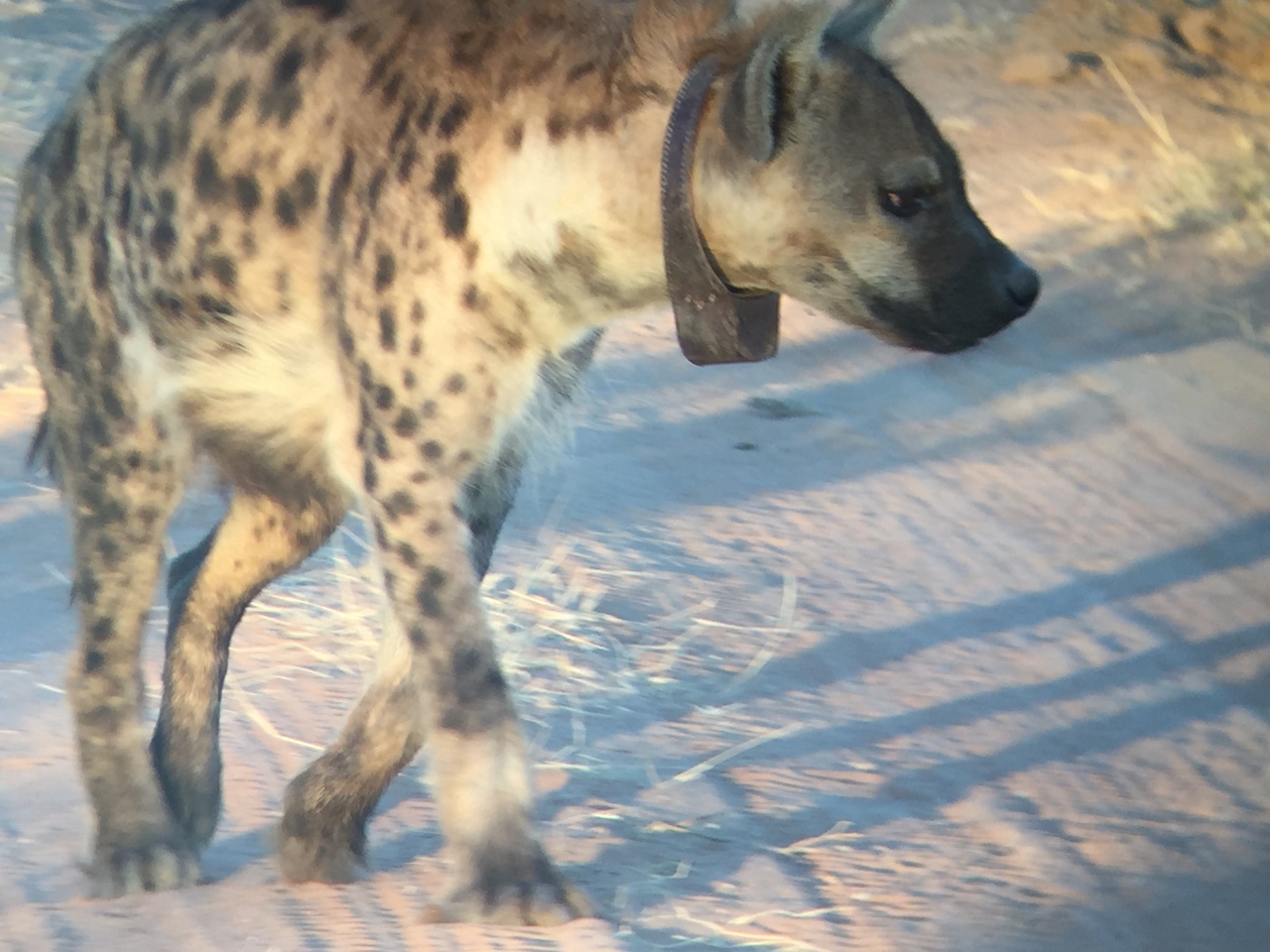 [3653] 2016_06_22_17_05_33_Africa_iPhone_6_IMG_7733_02664.jpg