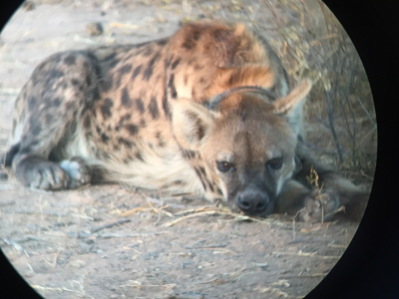 [3667] 2016_06_22_17_09_03_Africa_iPhone_6_IMG_7738_02669.jpg