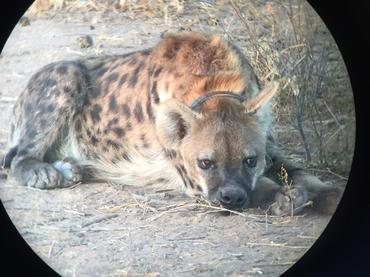 [3669] 2016_06_22_17_09_07_Africa_iPhone_6_IMG_7739_02670.jpg